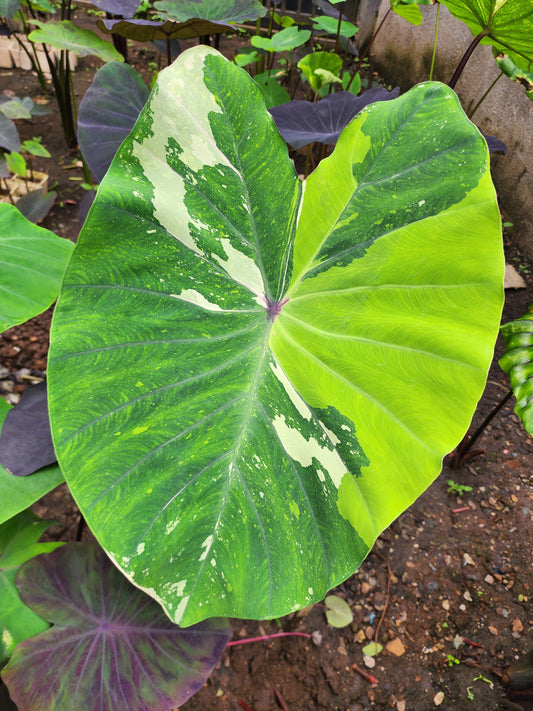 COLOCASIA PINK SAPPHIRE