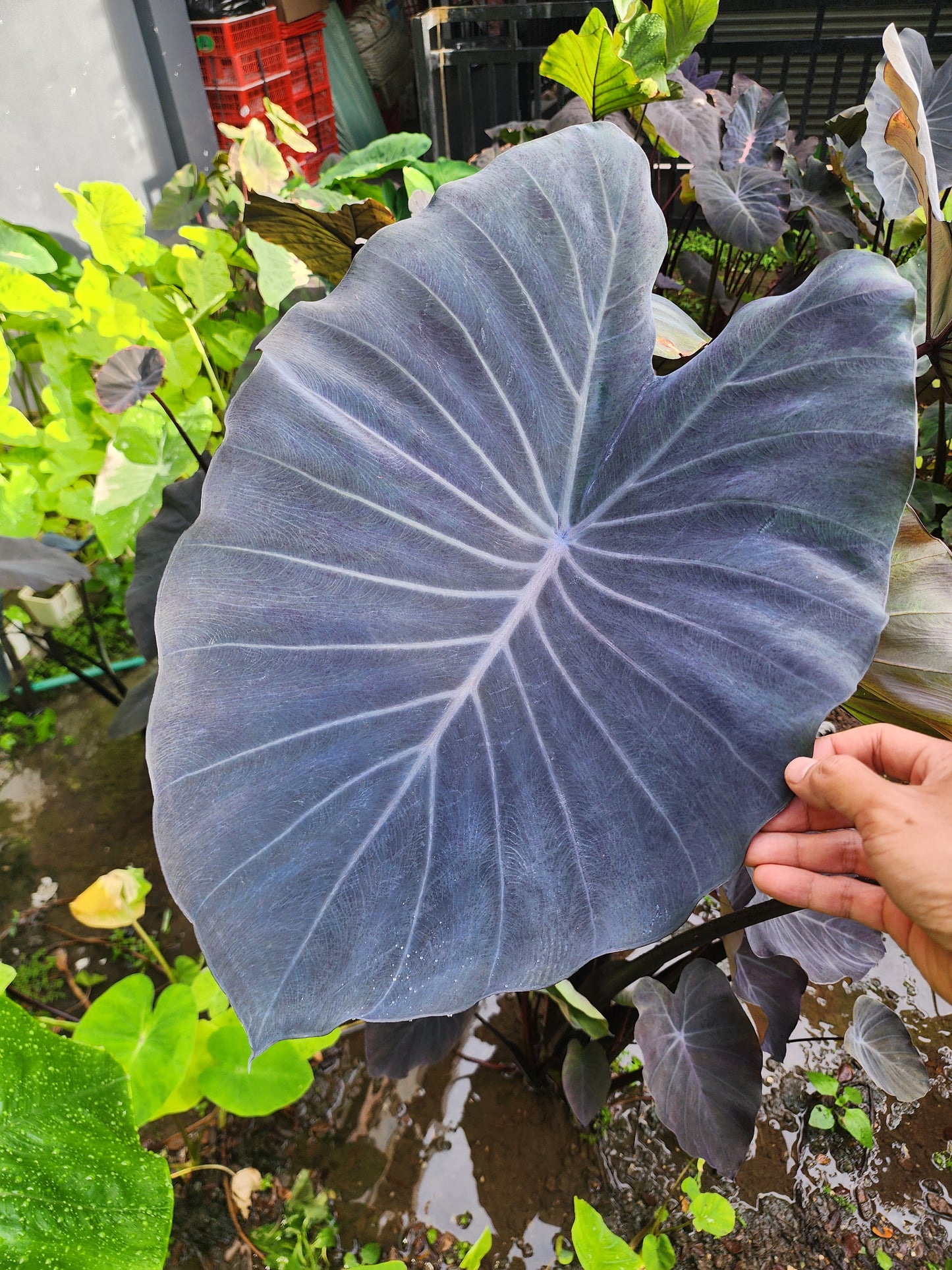 COLOCASIA SILVER DIME