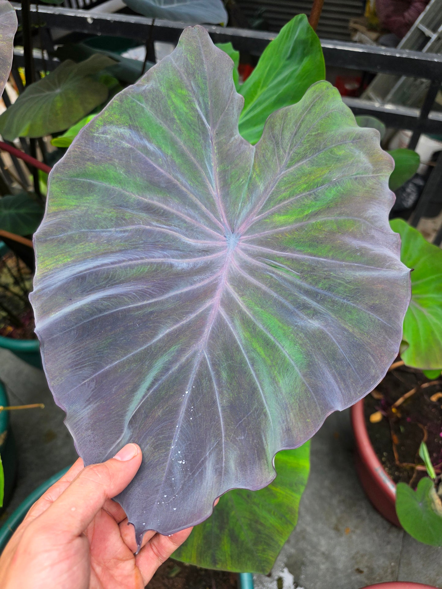 COLOCASIA PASTEL