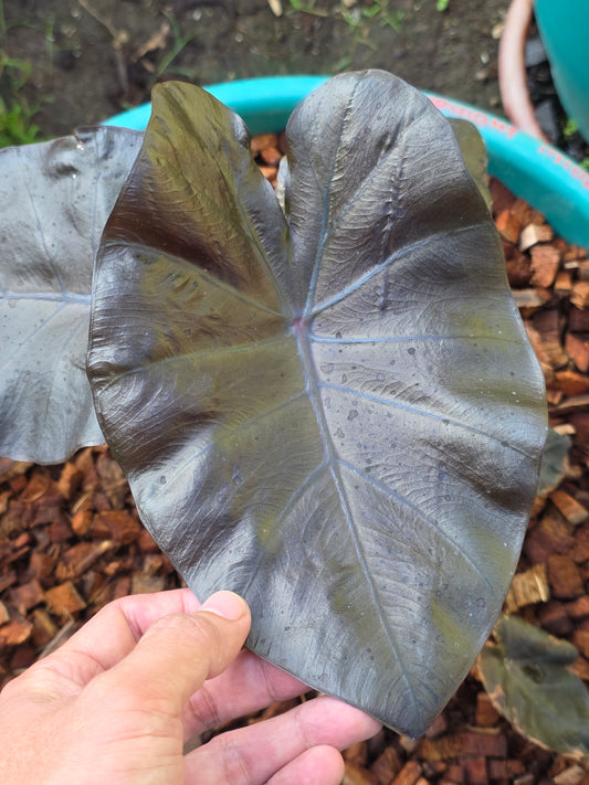 COLOCASIA MIDAS