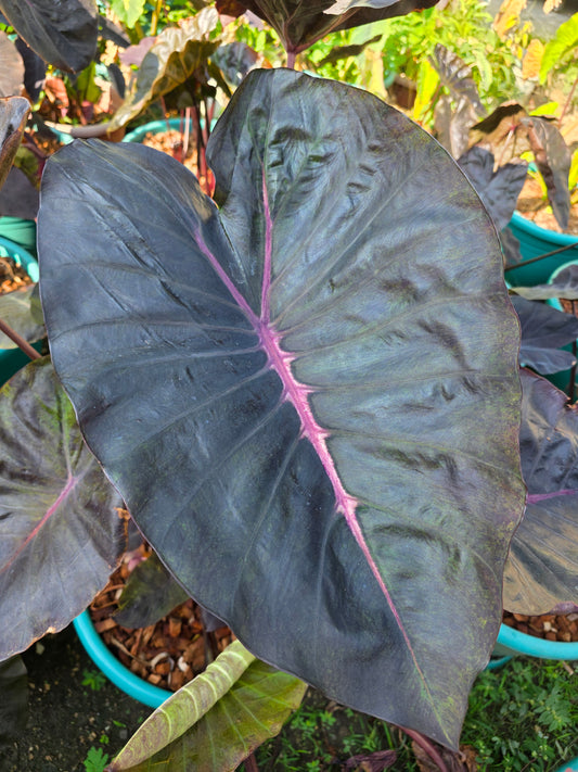 COLOCASIA PANDORA