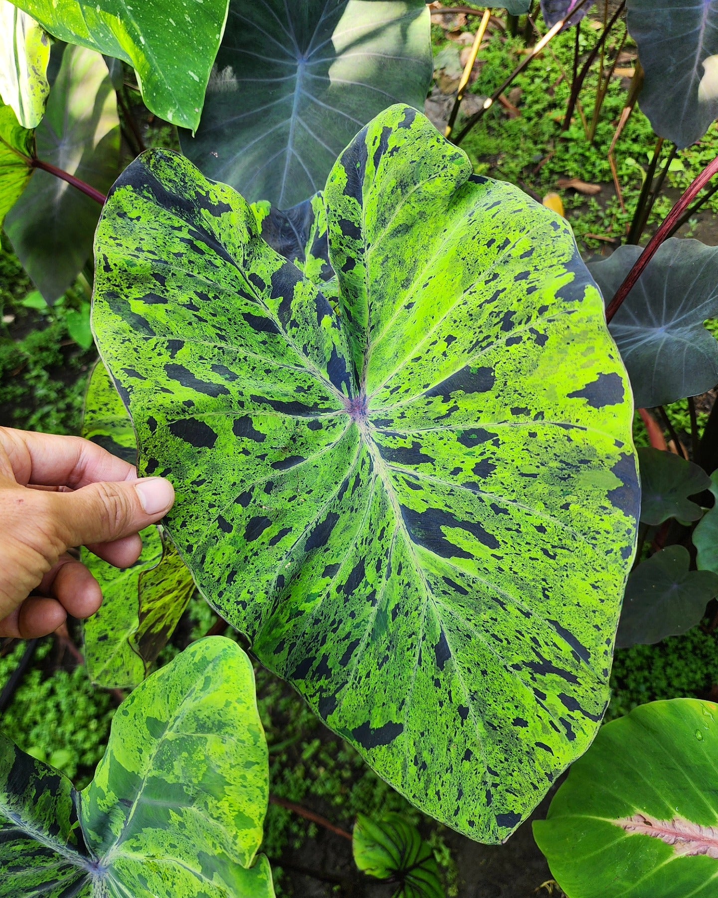 COLOCASIA MOJITO