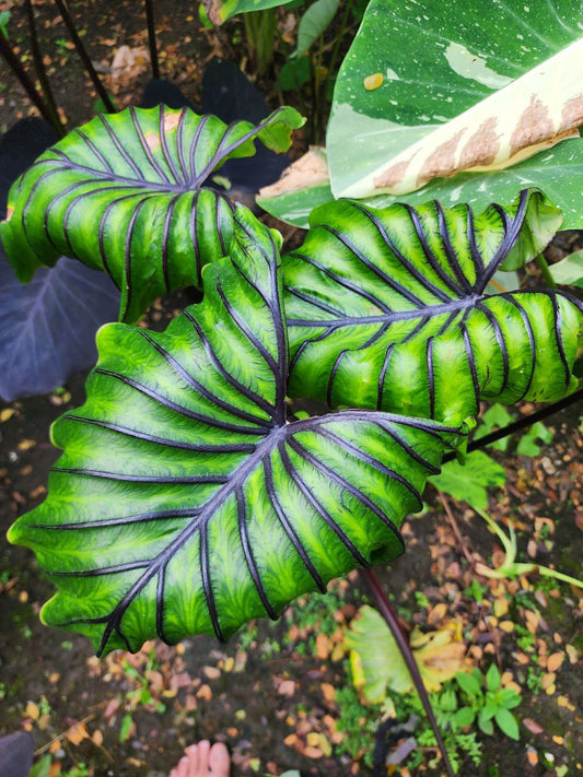 COLOCASIA PHARAOH'S MASK
