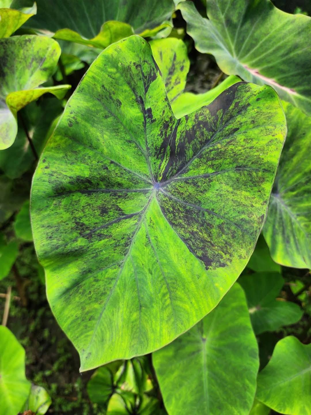 COLOCASIA GREEN NIGHT
