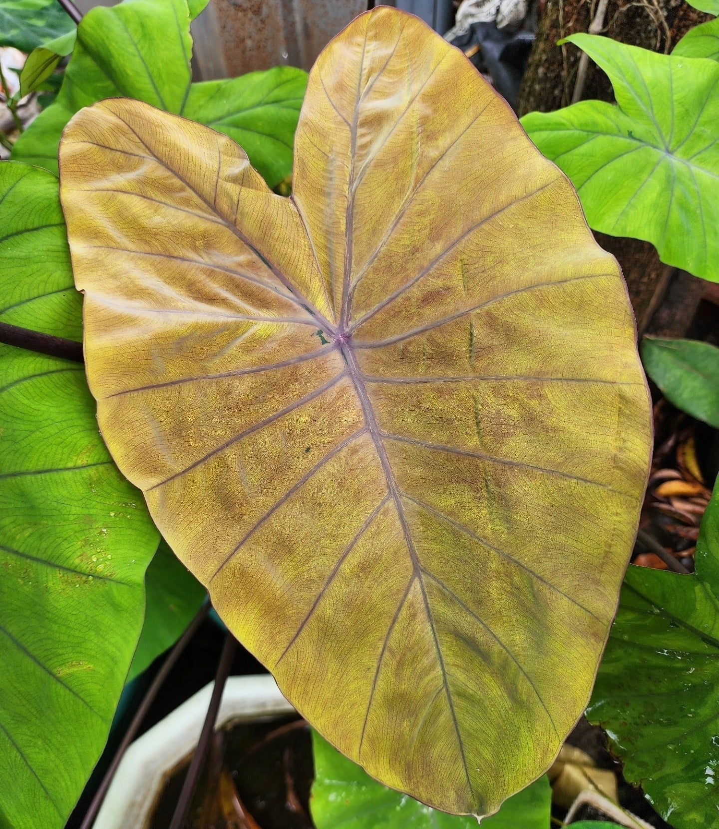 COLOCASIA CANARY