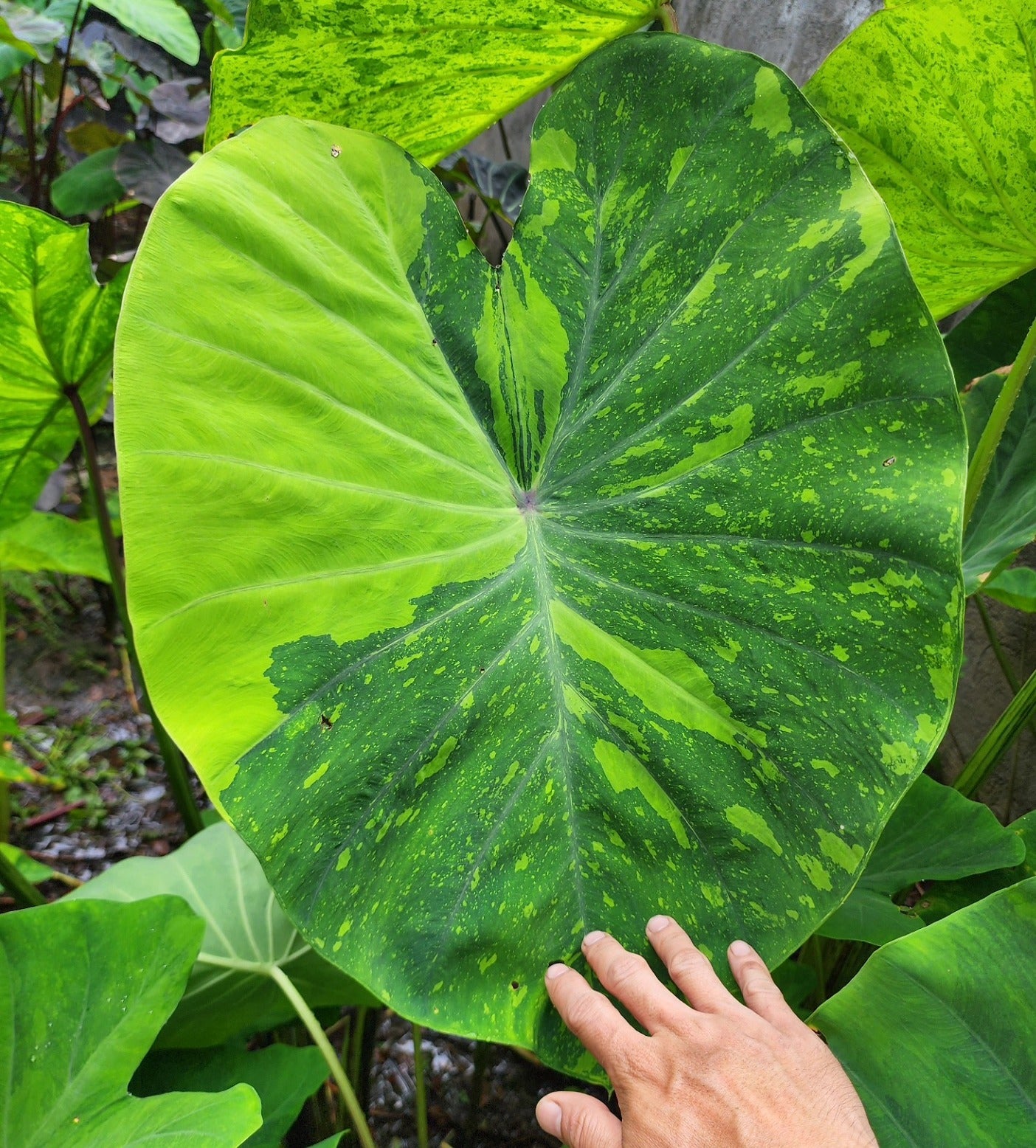 COLOCASIA LIME GECKO