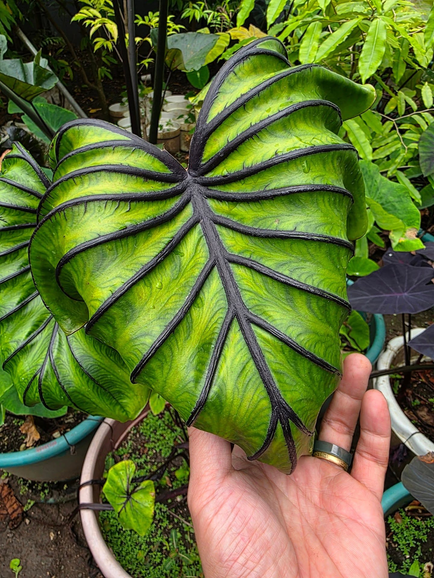 COLOCASIA PHARAOH'S MASK