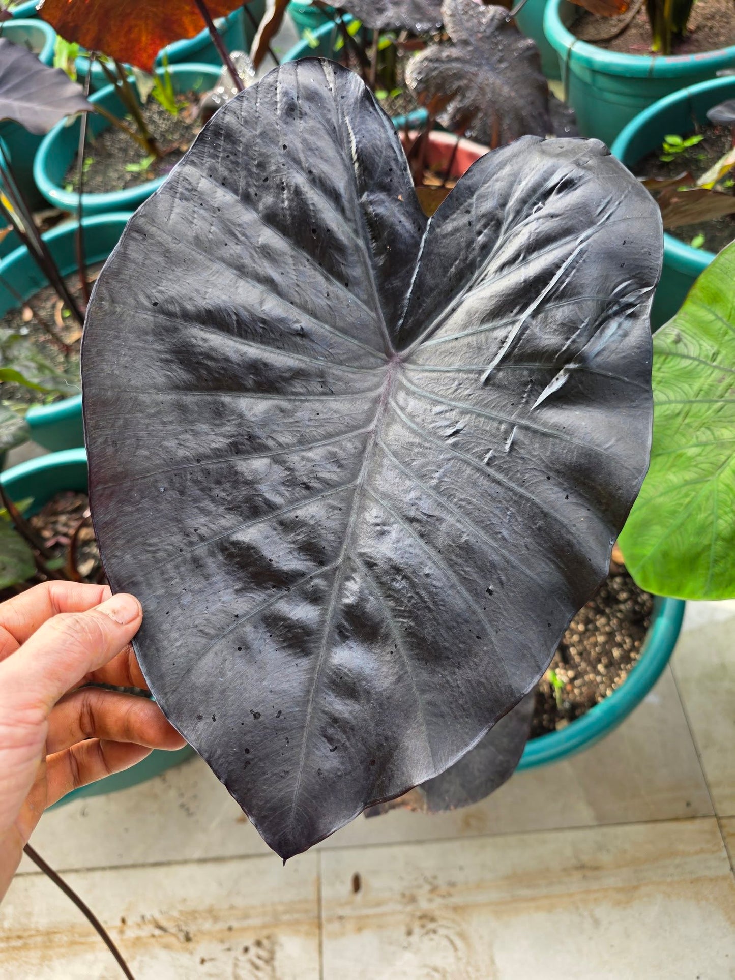 COLOCASIA PANDORA