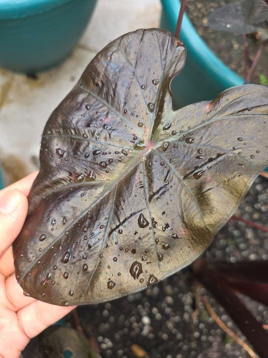 COLOCASIA TREASURE