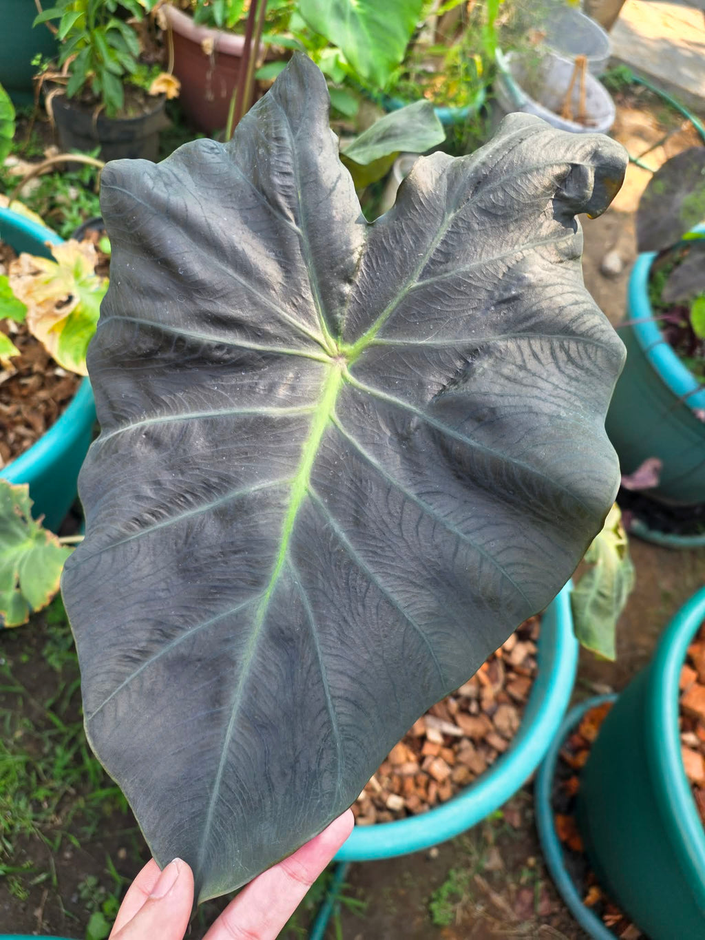 COLOCASIA DRAGON STAR