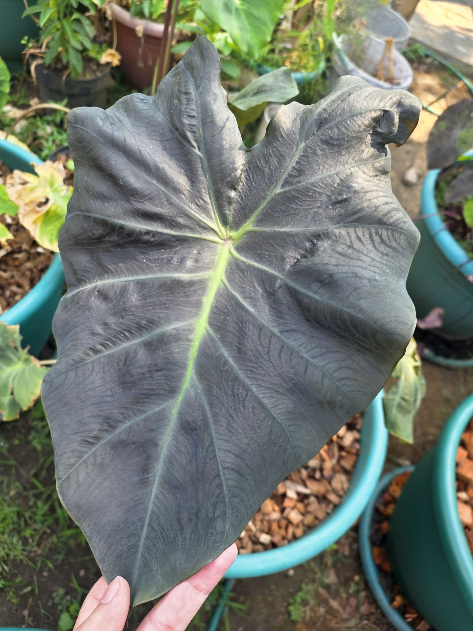COLOCASIA DRAGON STAR