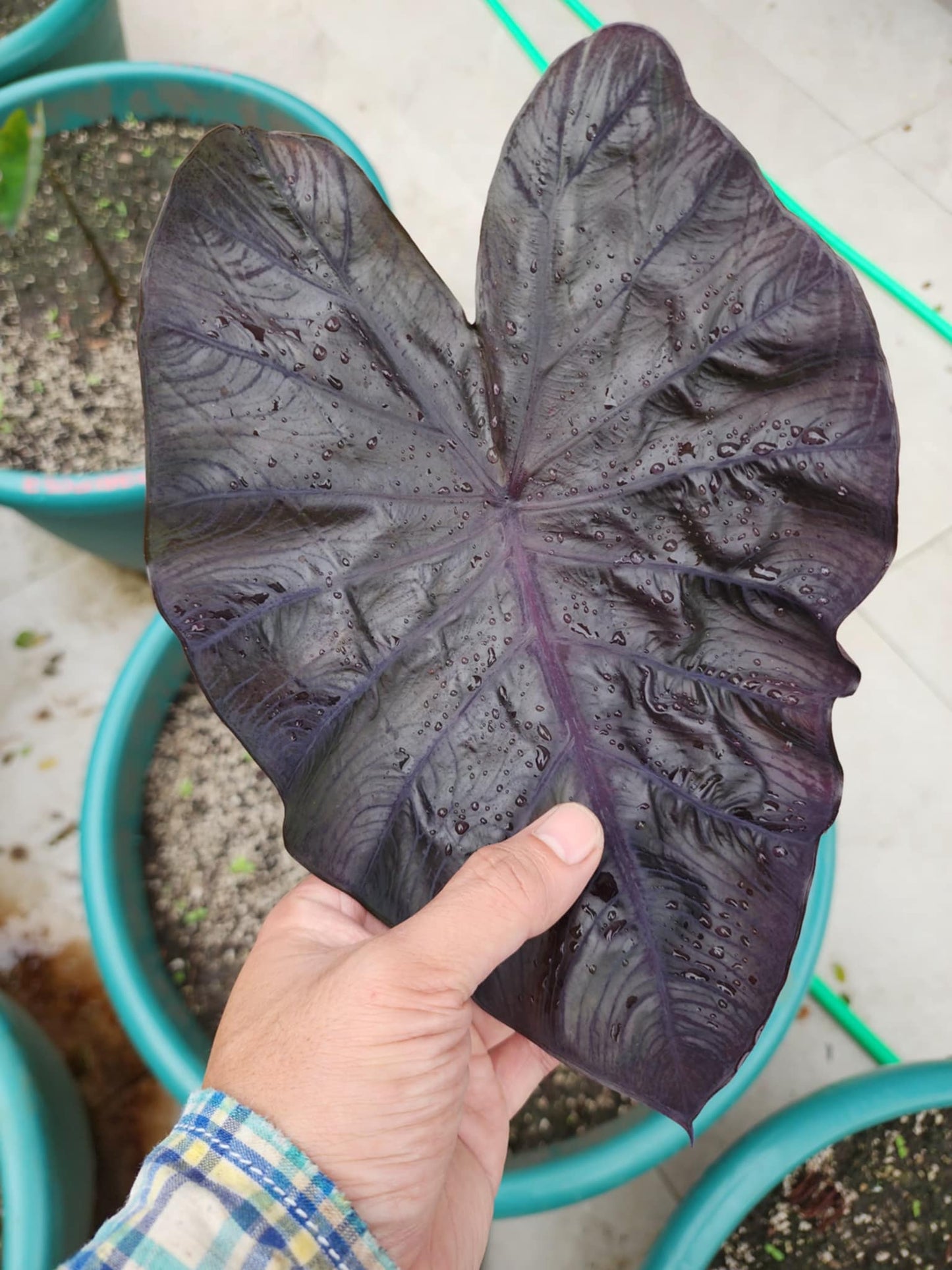 COLOCASIA BURGUNDY