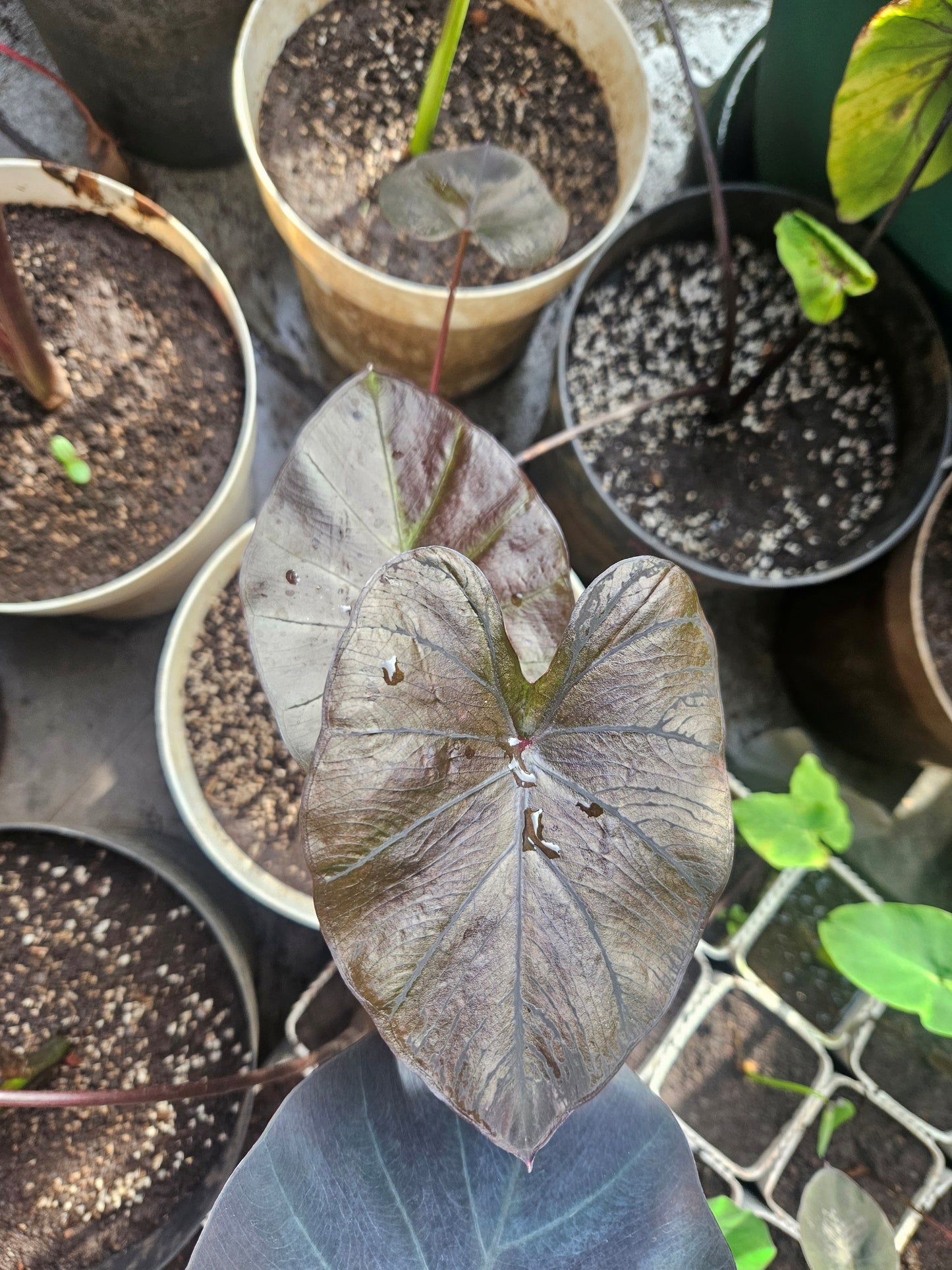 COLOCASIA TREASURE