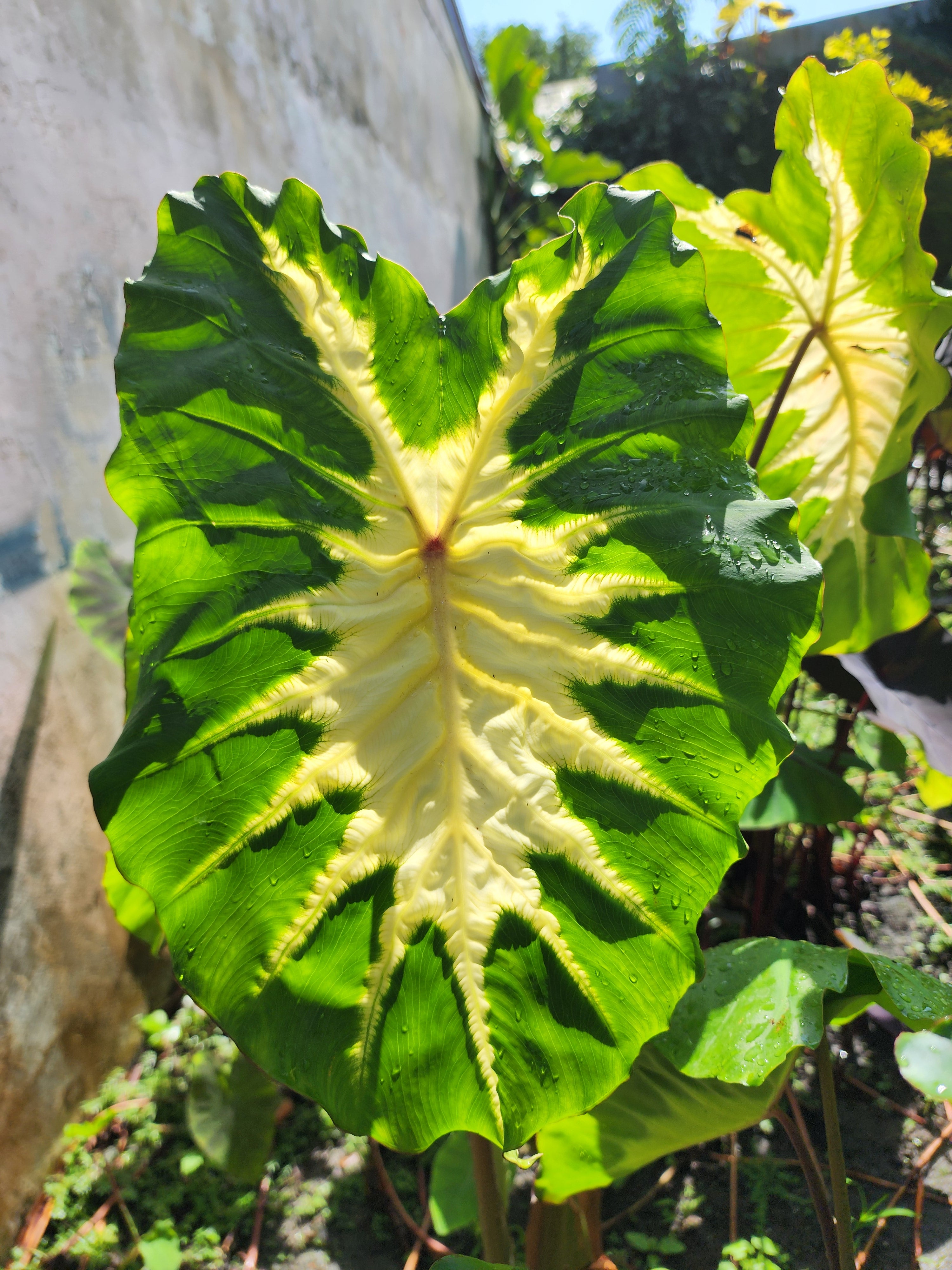 COLOCASIA  ELEKTRA
