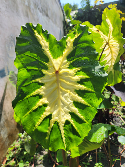 COLOCASIA  ELEKTRA