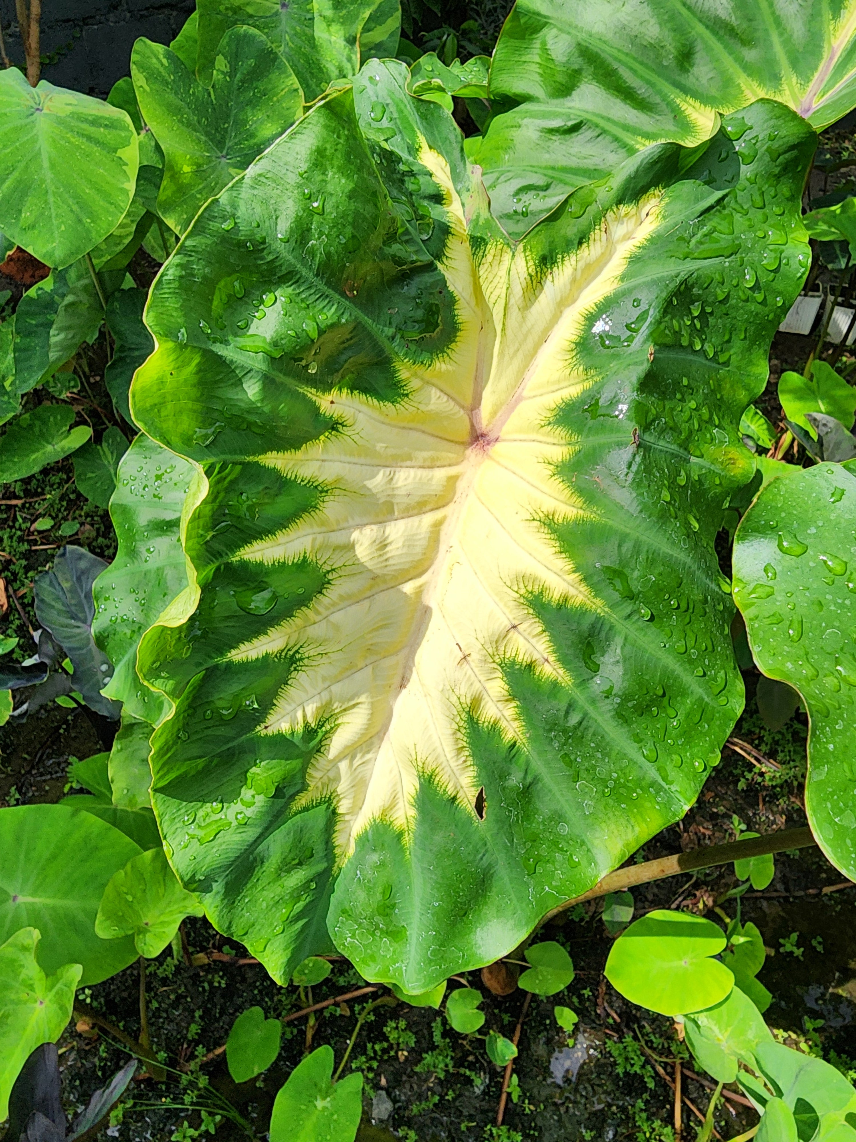 COLOCASIA  ELEKTRA