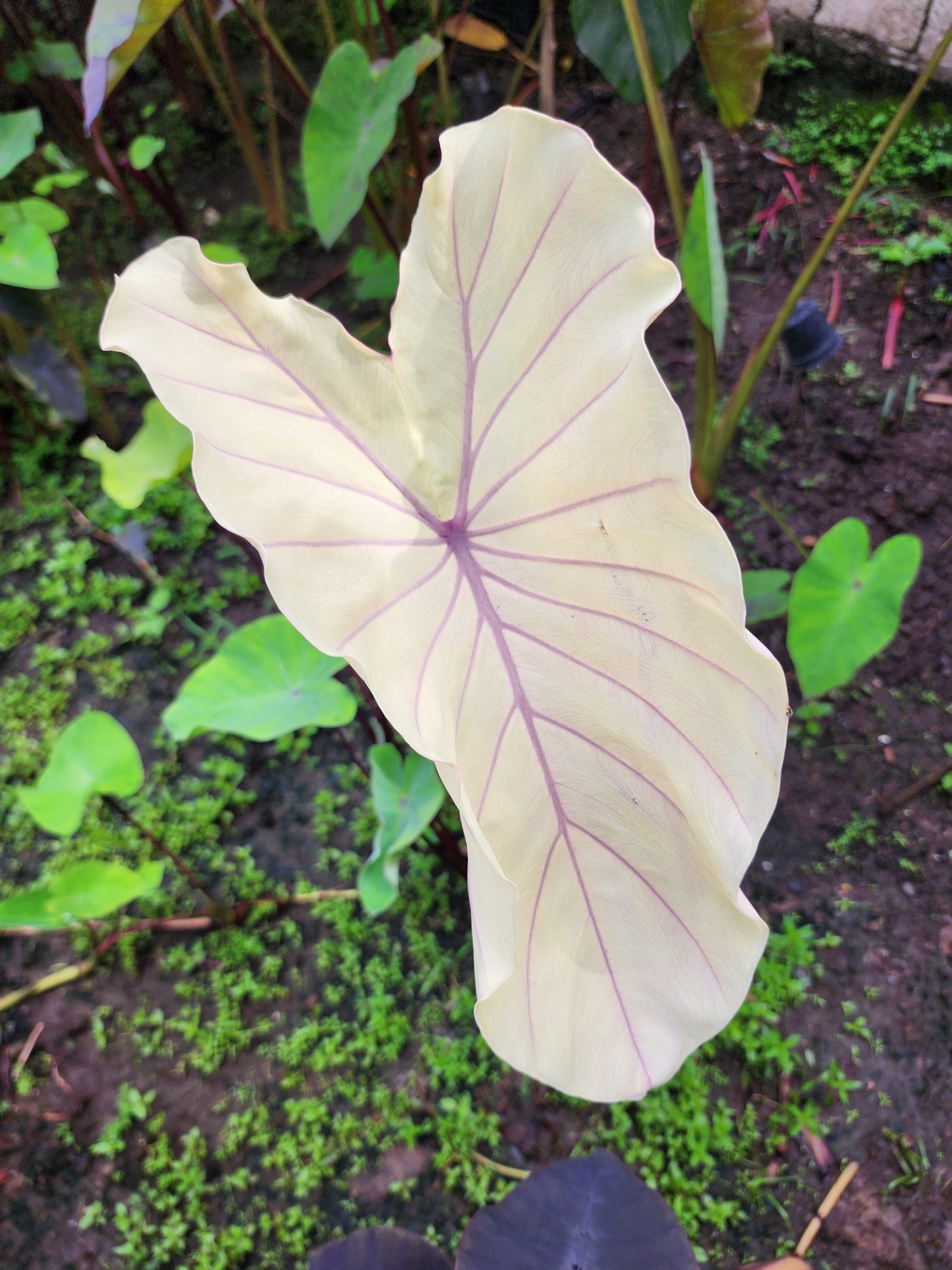 COLOCASIA PINK SAPPHIRE
