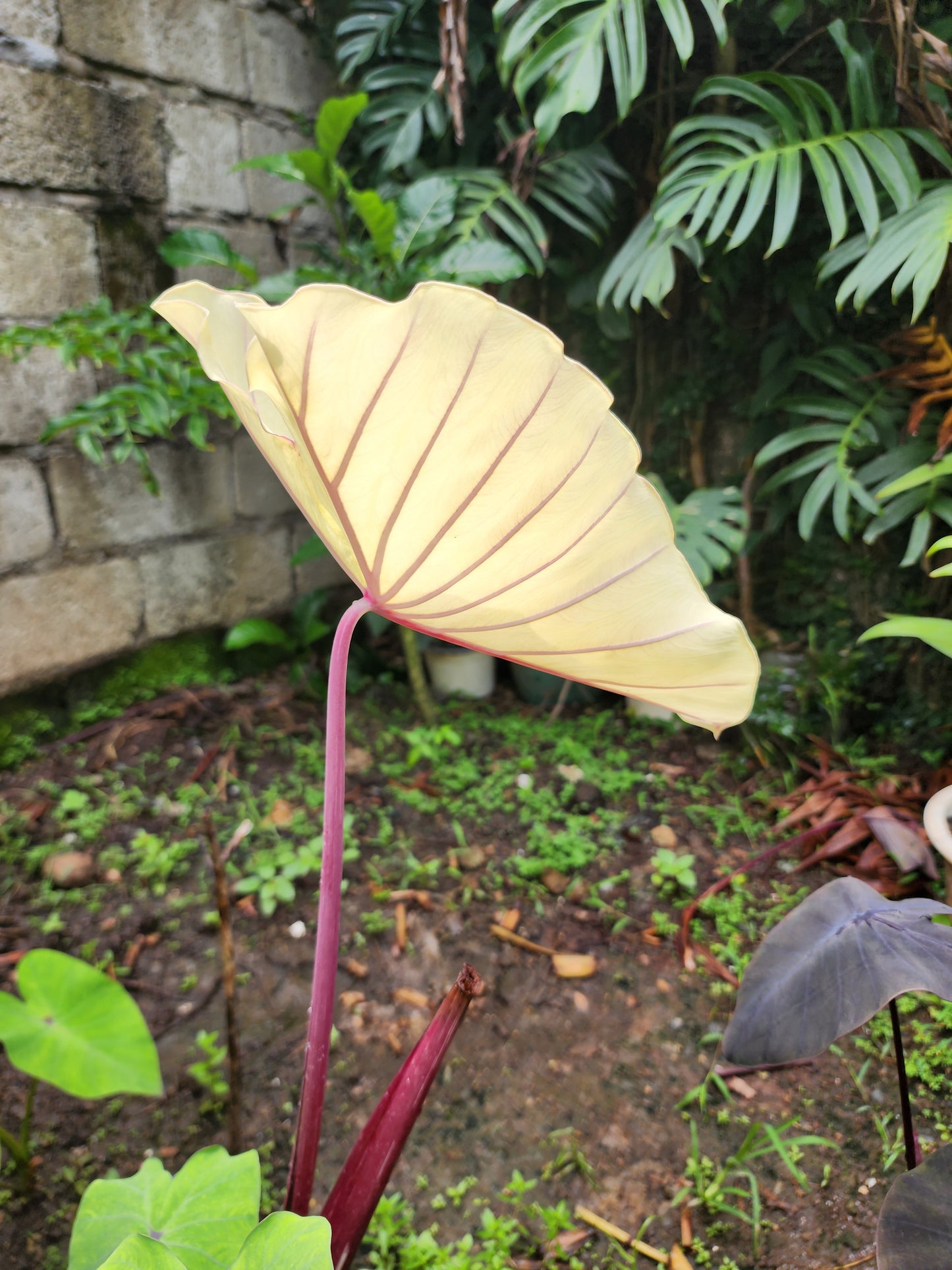 COLOCASIA PINK SAPPHIRE
