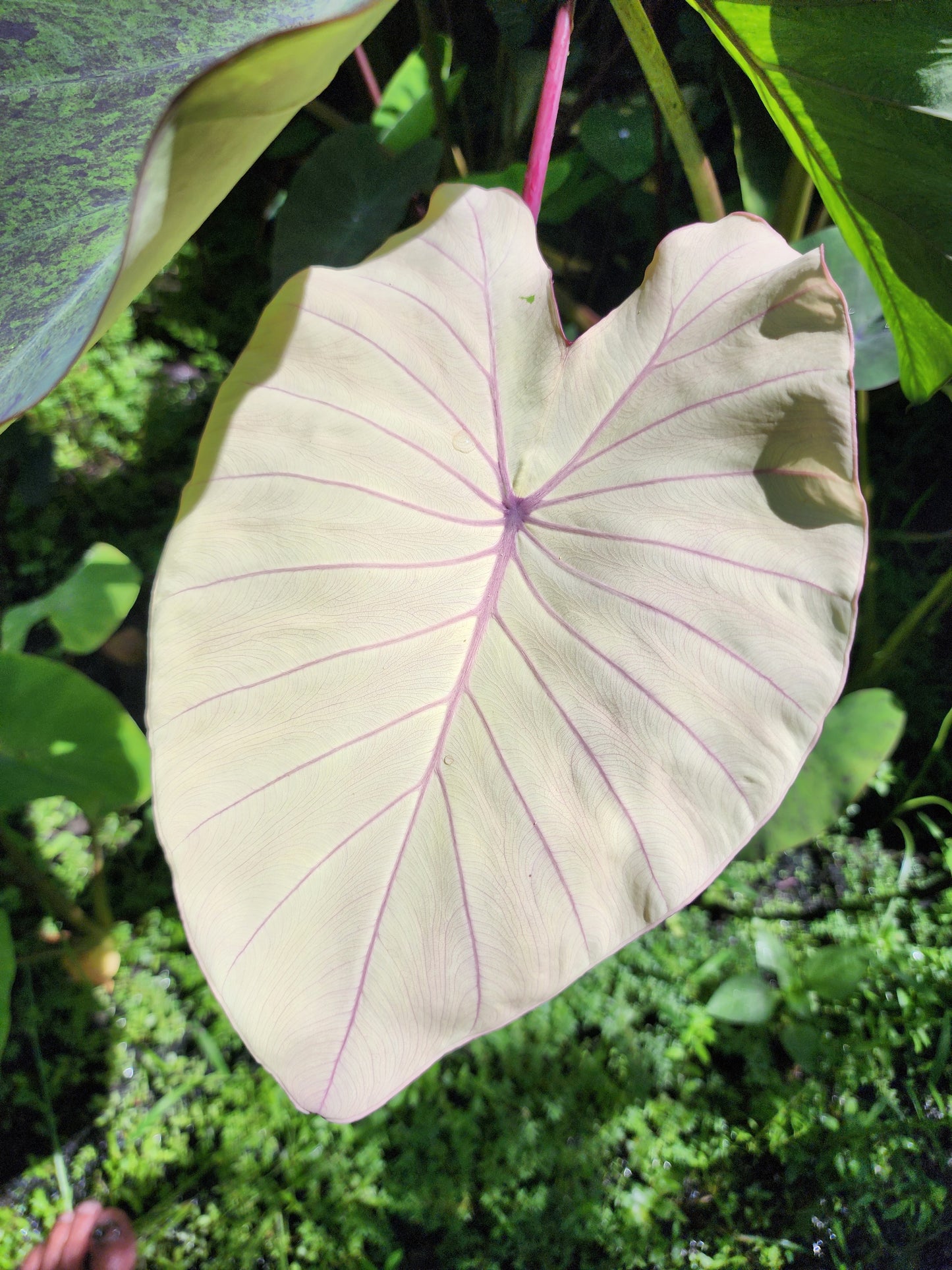 COLOCASIA PINK SAPPHIRE