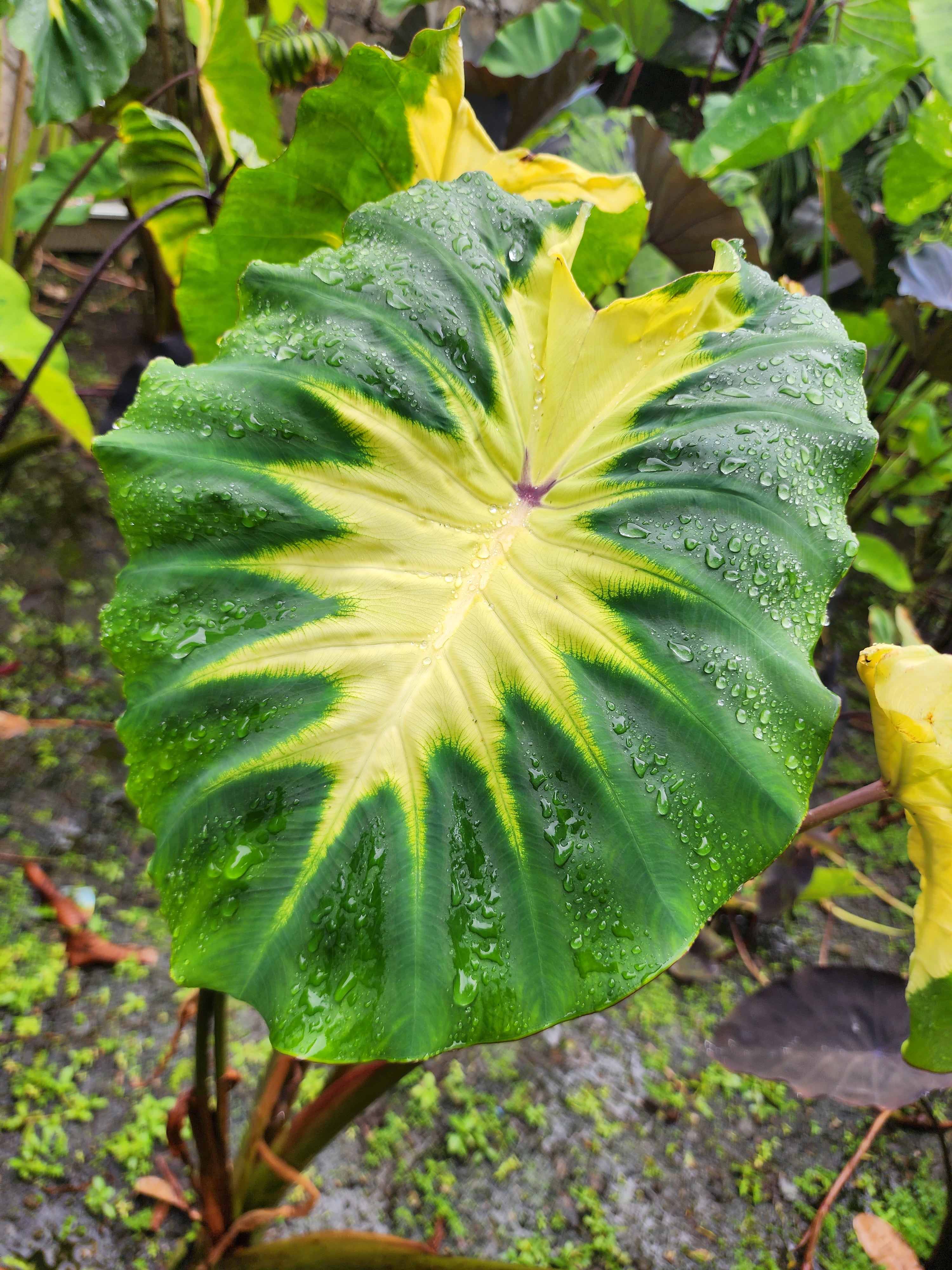 COLOCASIA  ELEKTRA