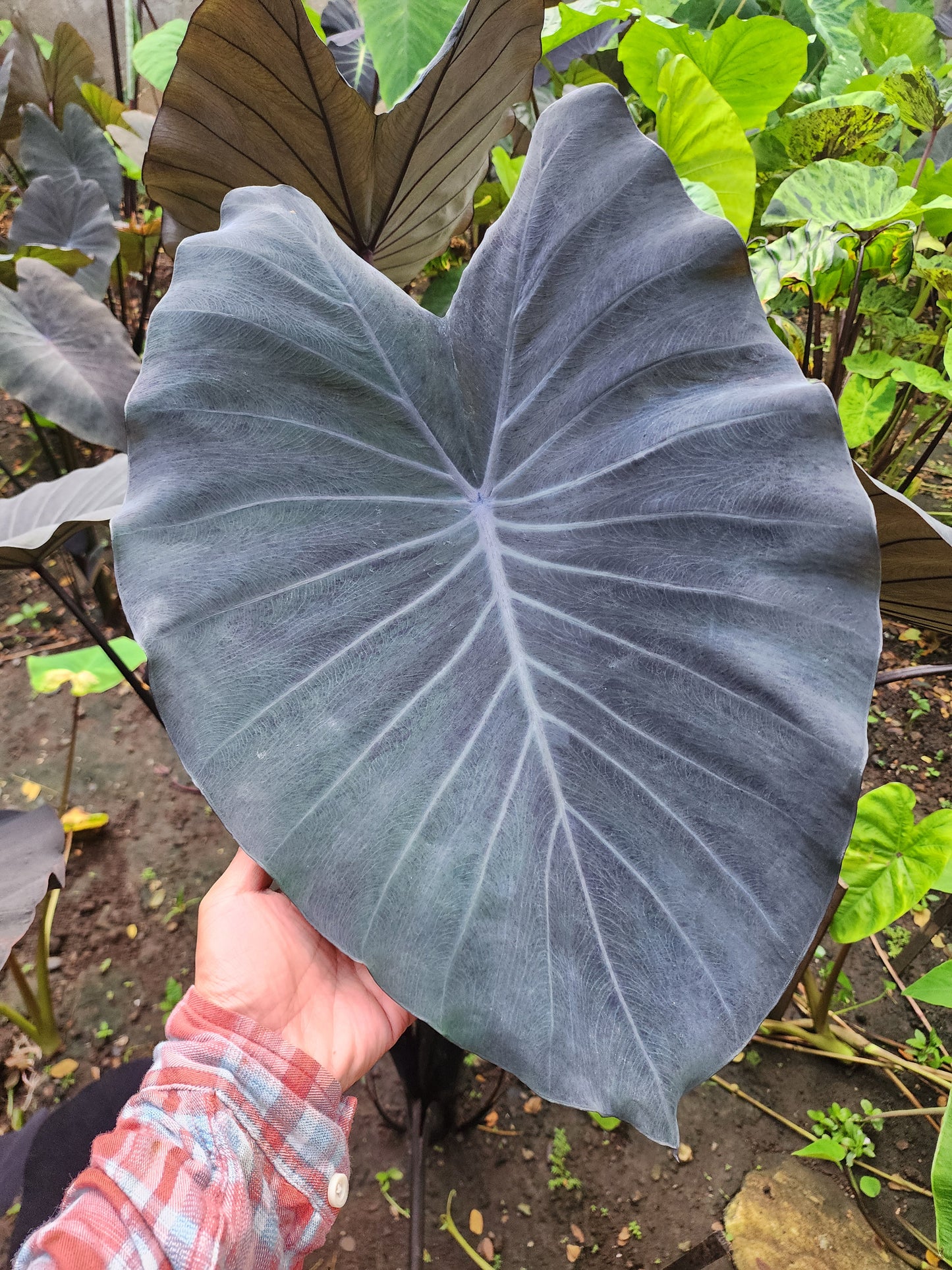 COLOCASIA SILVER DIME