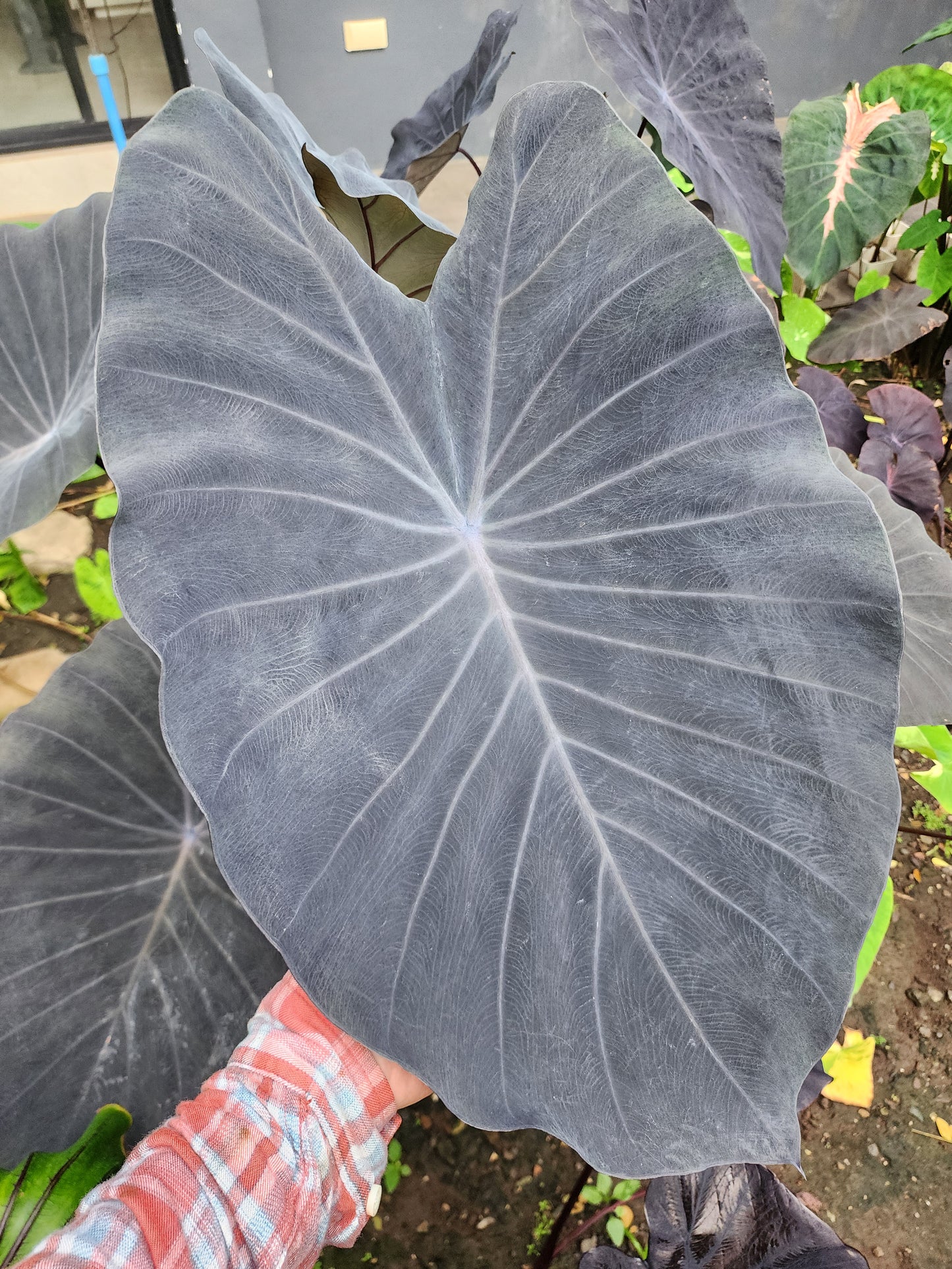 COLOCASIA SILVER DIME