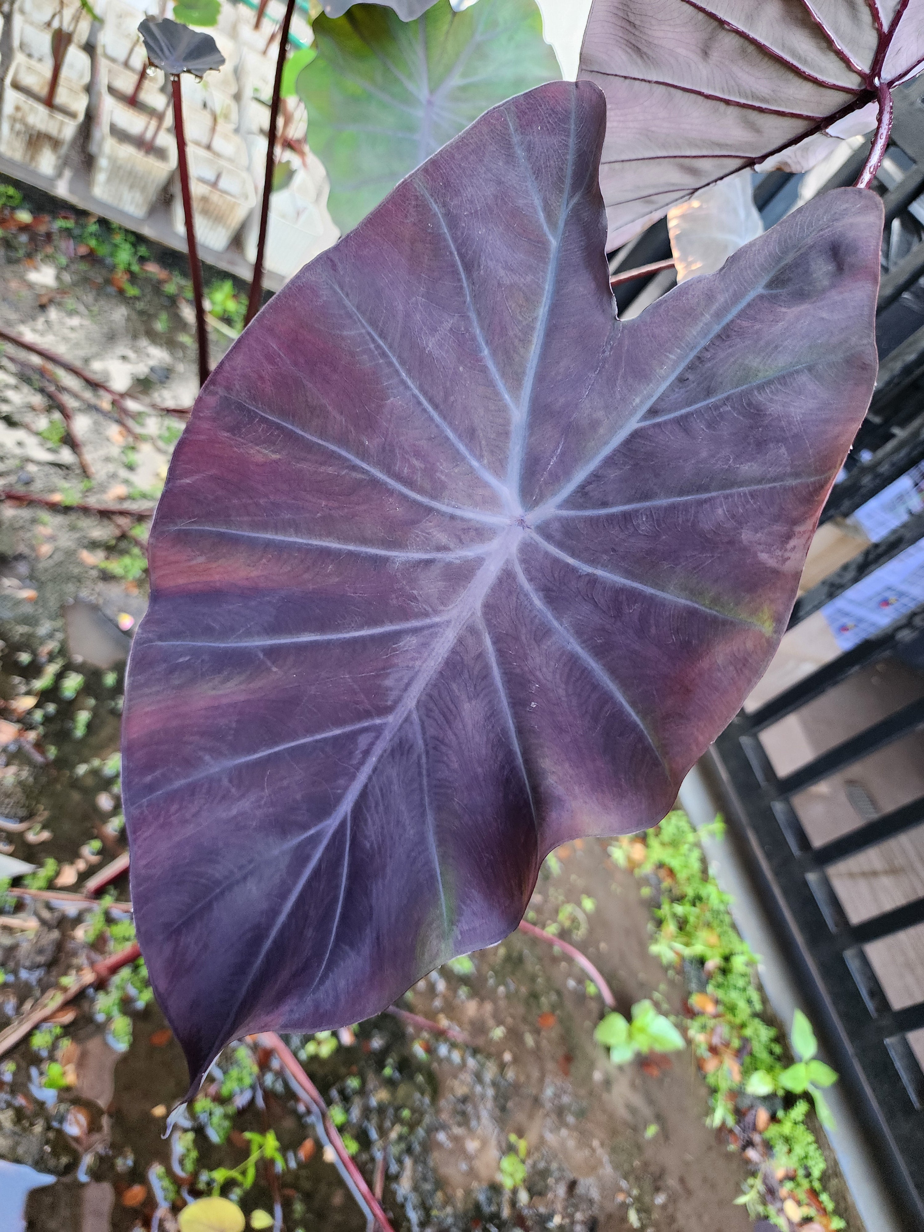 COLOCASIA DOLLY'S DREAM