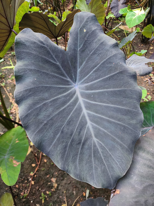 COLOCASIA SILVER DIME