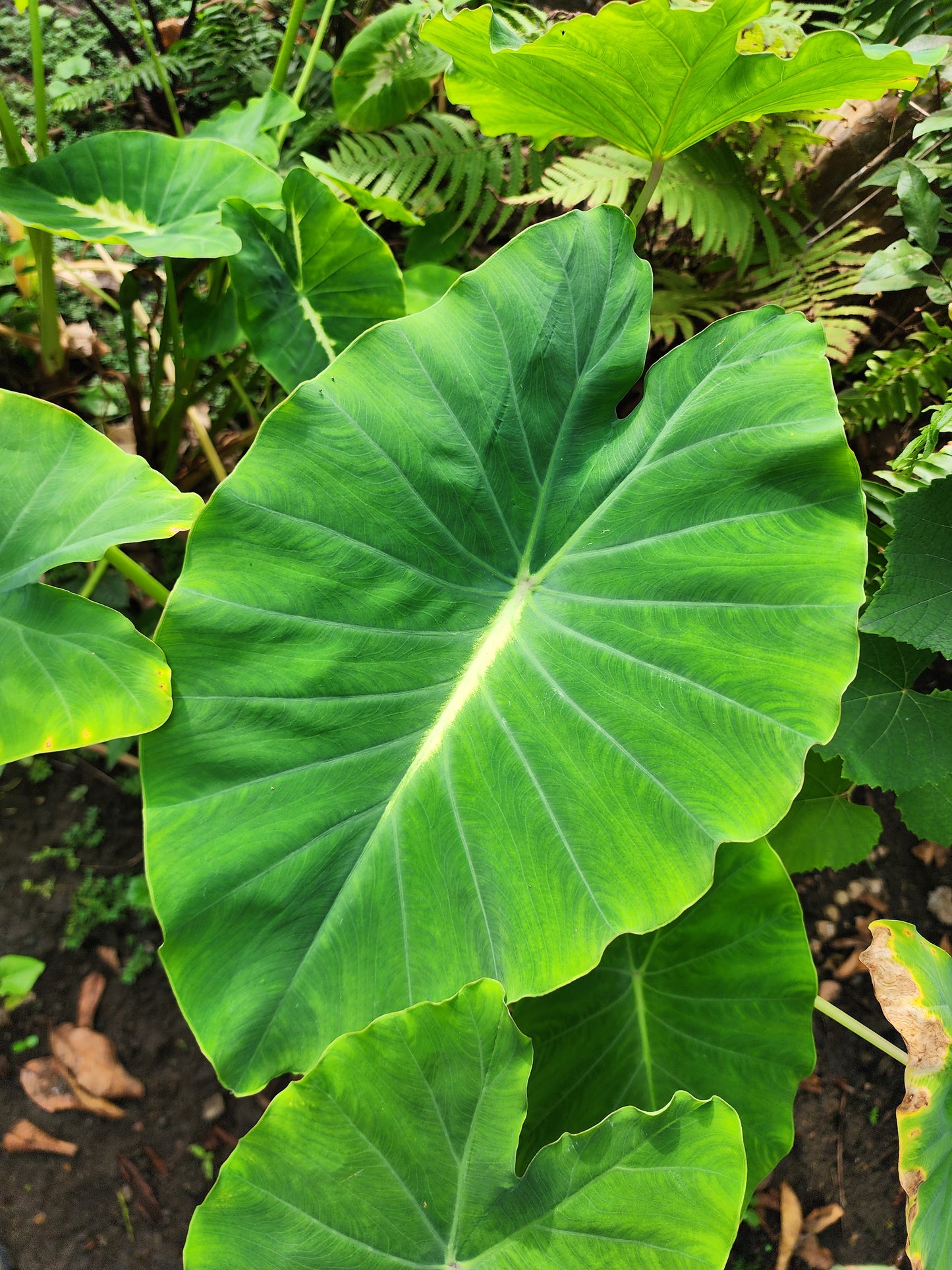 COLOCASIA LUMINA