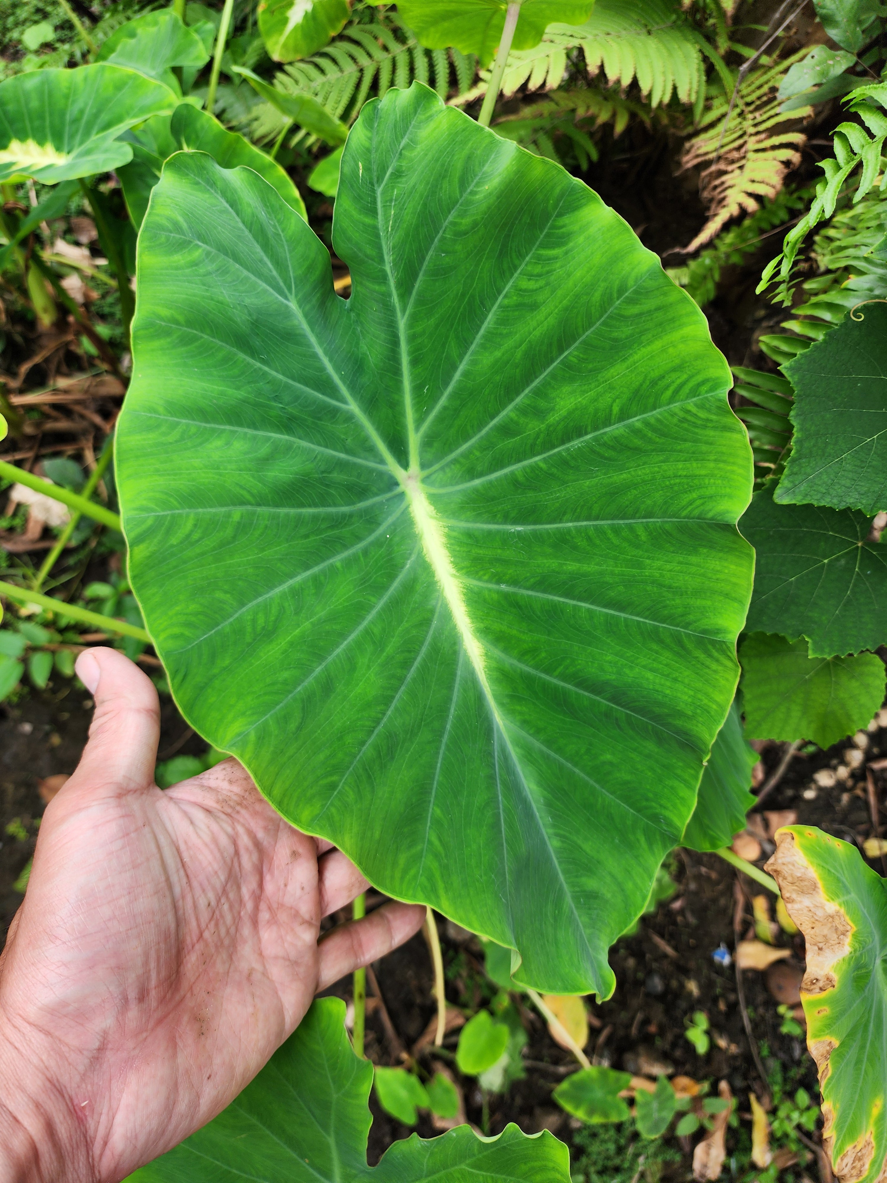 COLOCASIA LUMINA
