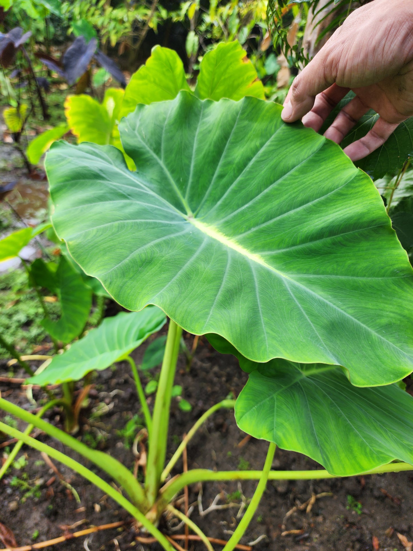 COLOCASIA LUMINA