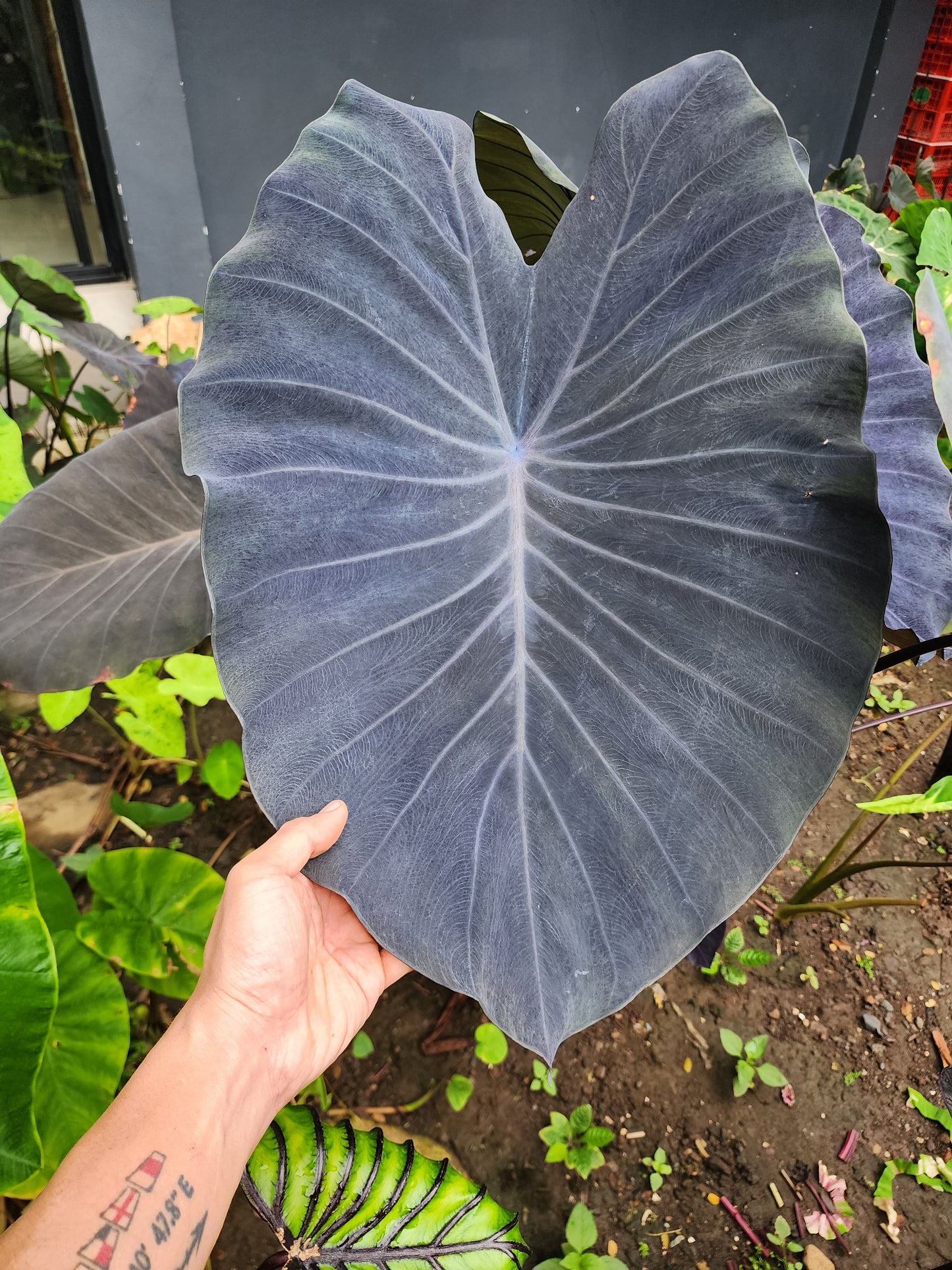 COLOCASIA SILVER DIME