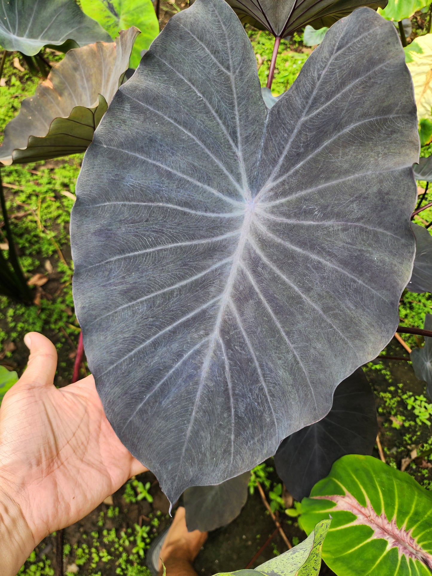 COLOCASIA SILVER DIME
