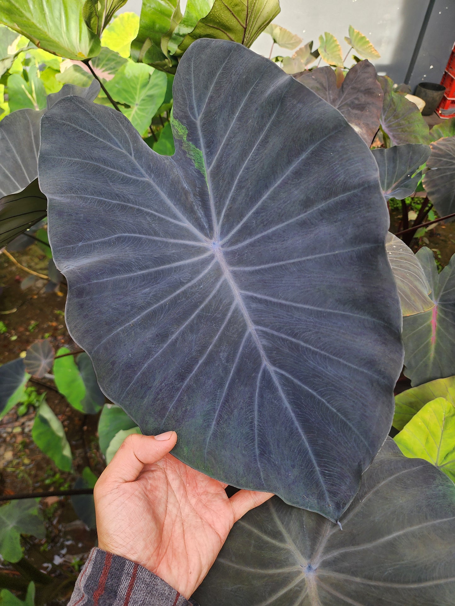 COLOCASIA SILVER DIME