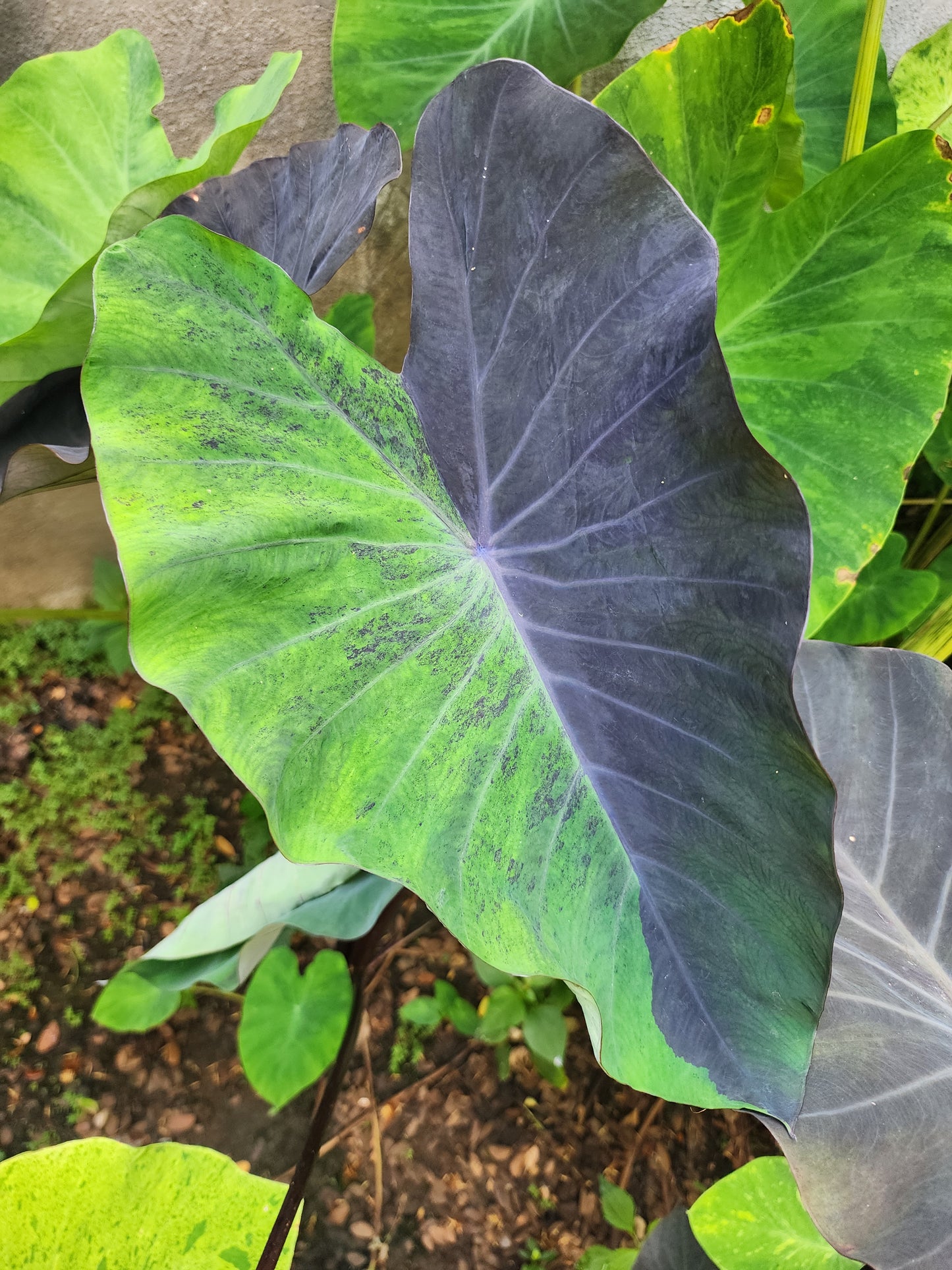 COLOCASIA MEADOWS