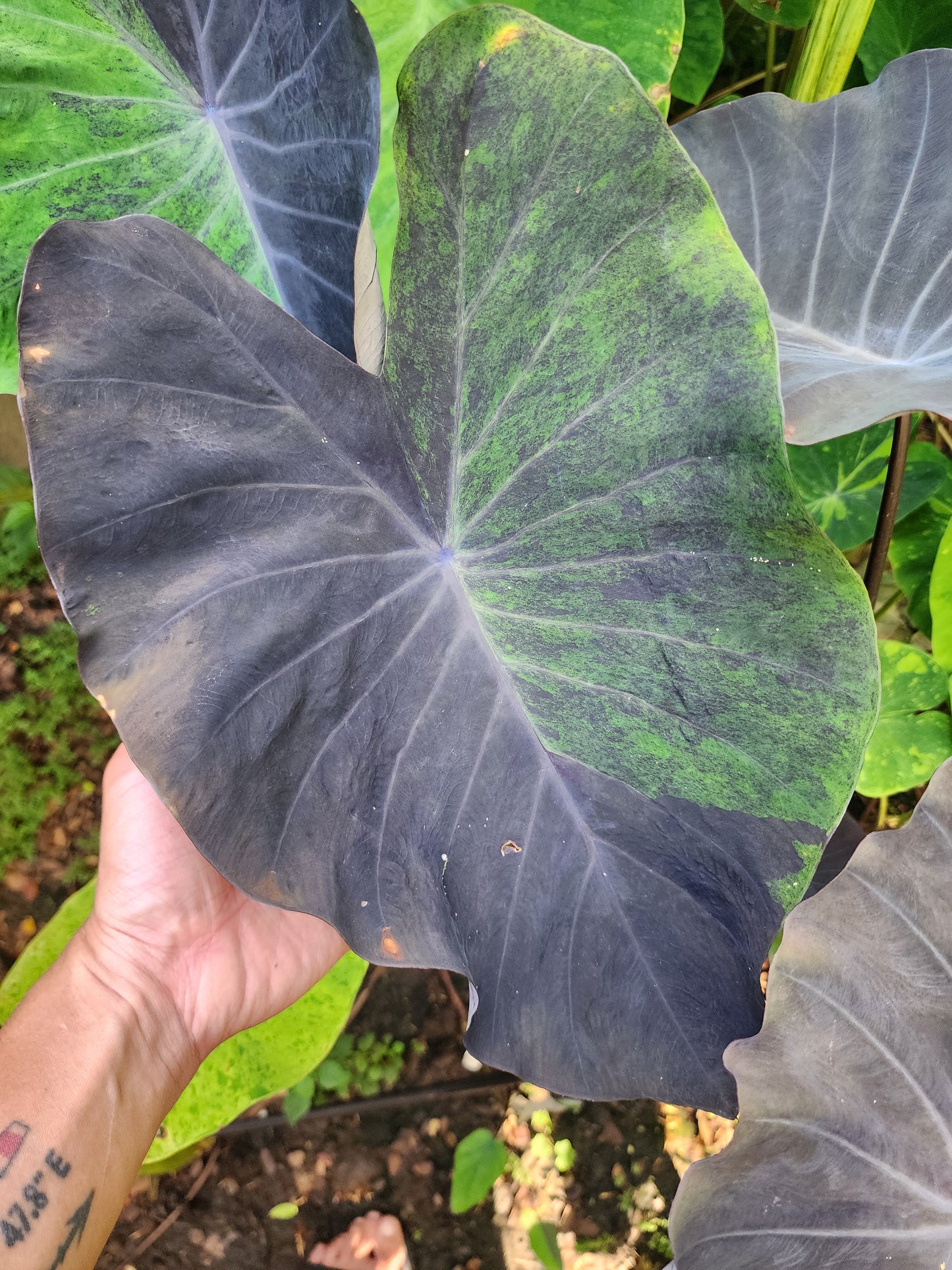COLOCASIA MEADOWS