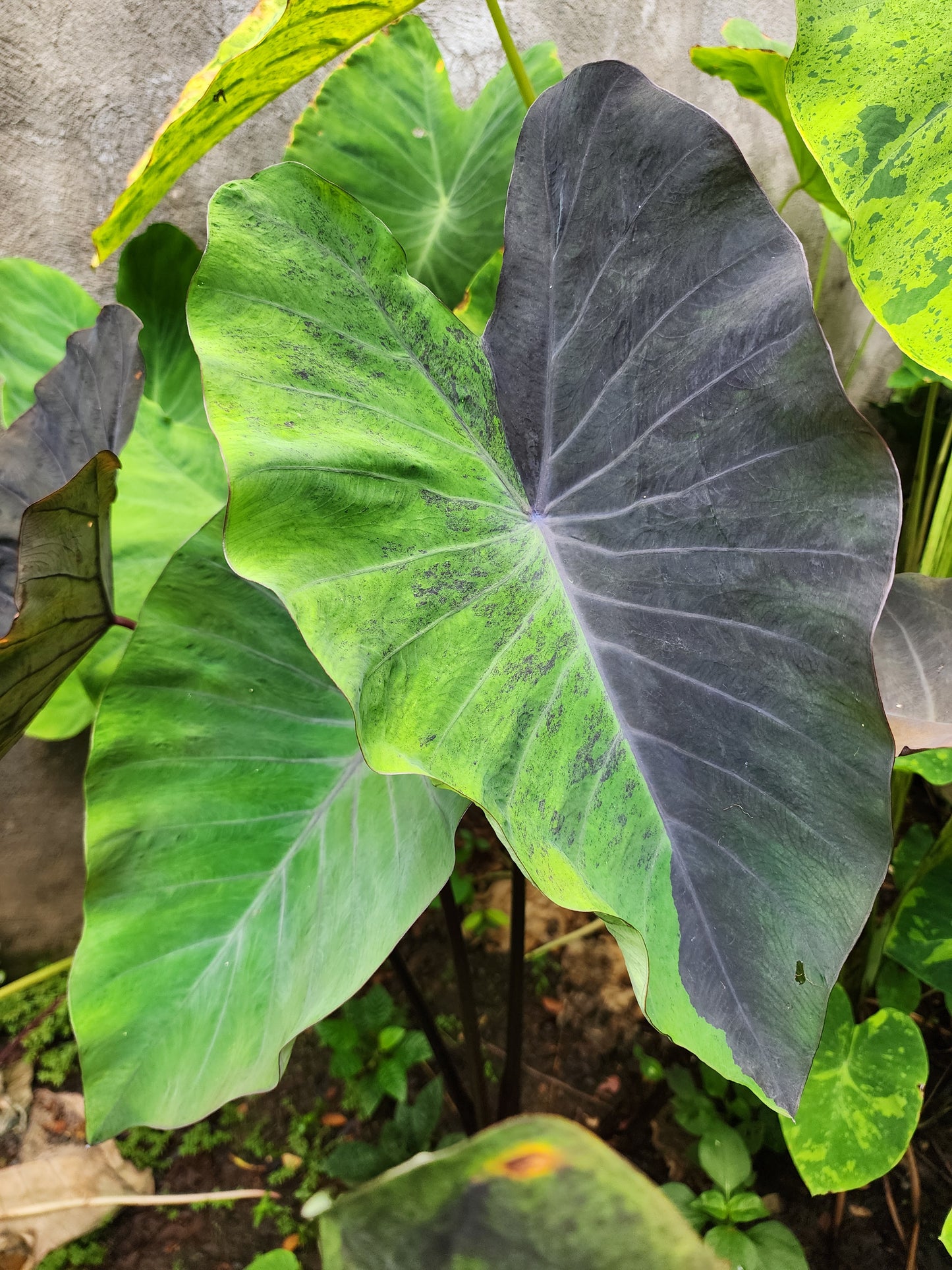 COLOCASIA MEADOWS
