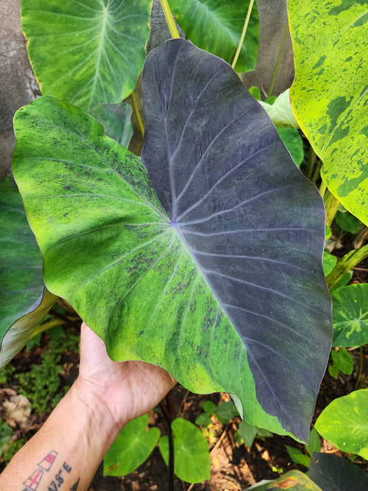 COLOCASIA MEADOWS