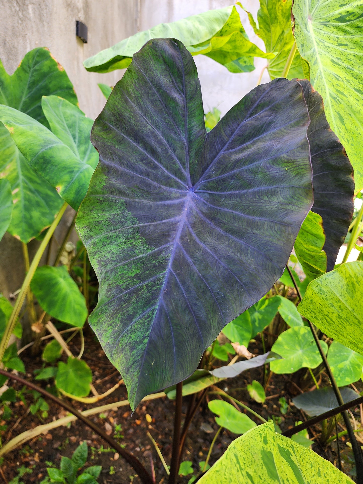 COLOCASIA MEADOWS