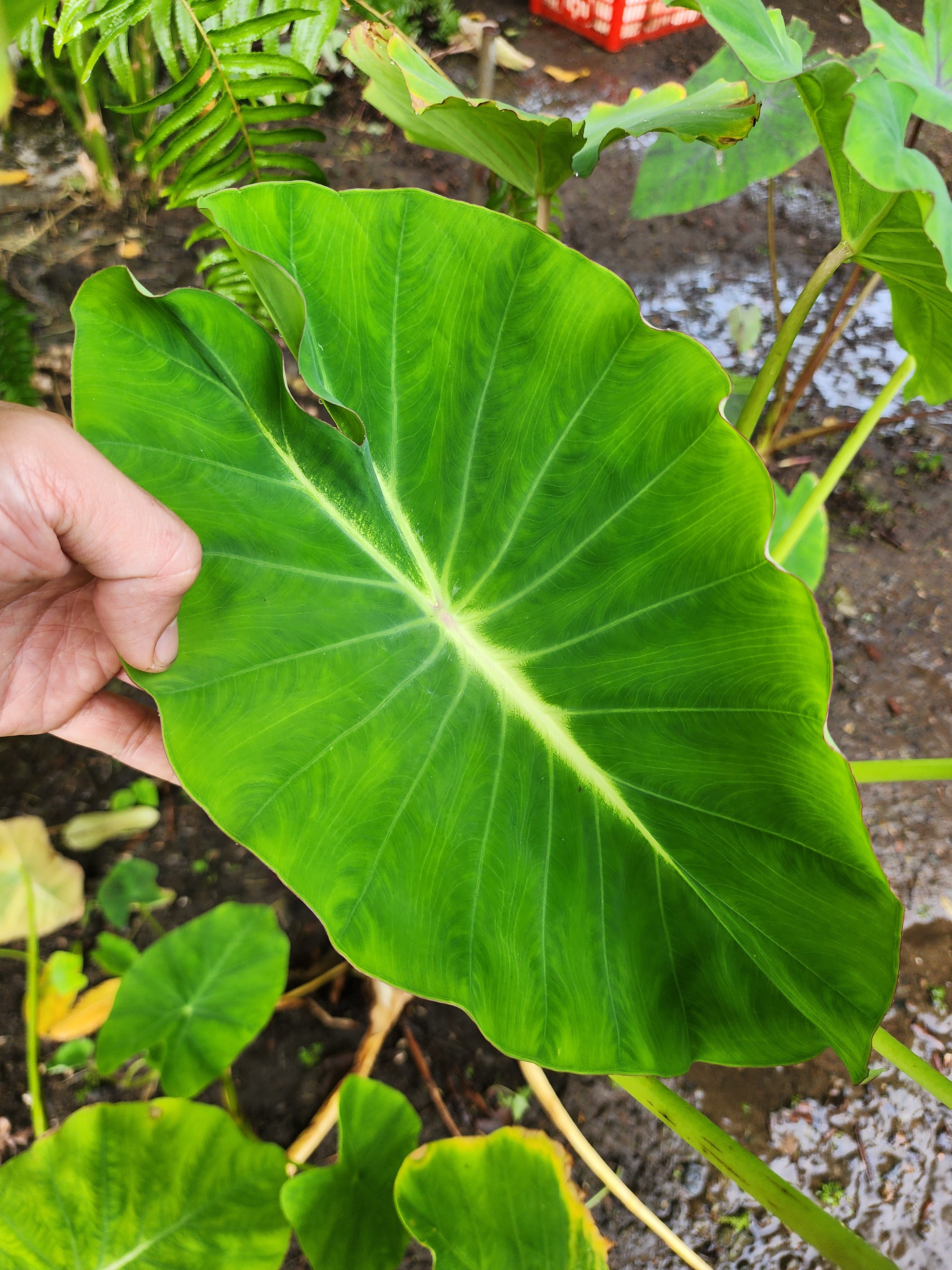 COLOCASIA LUMINA