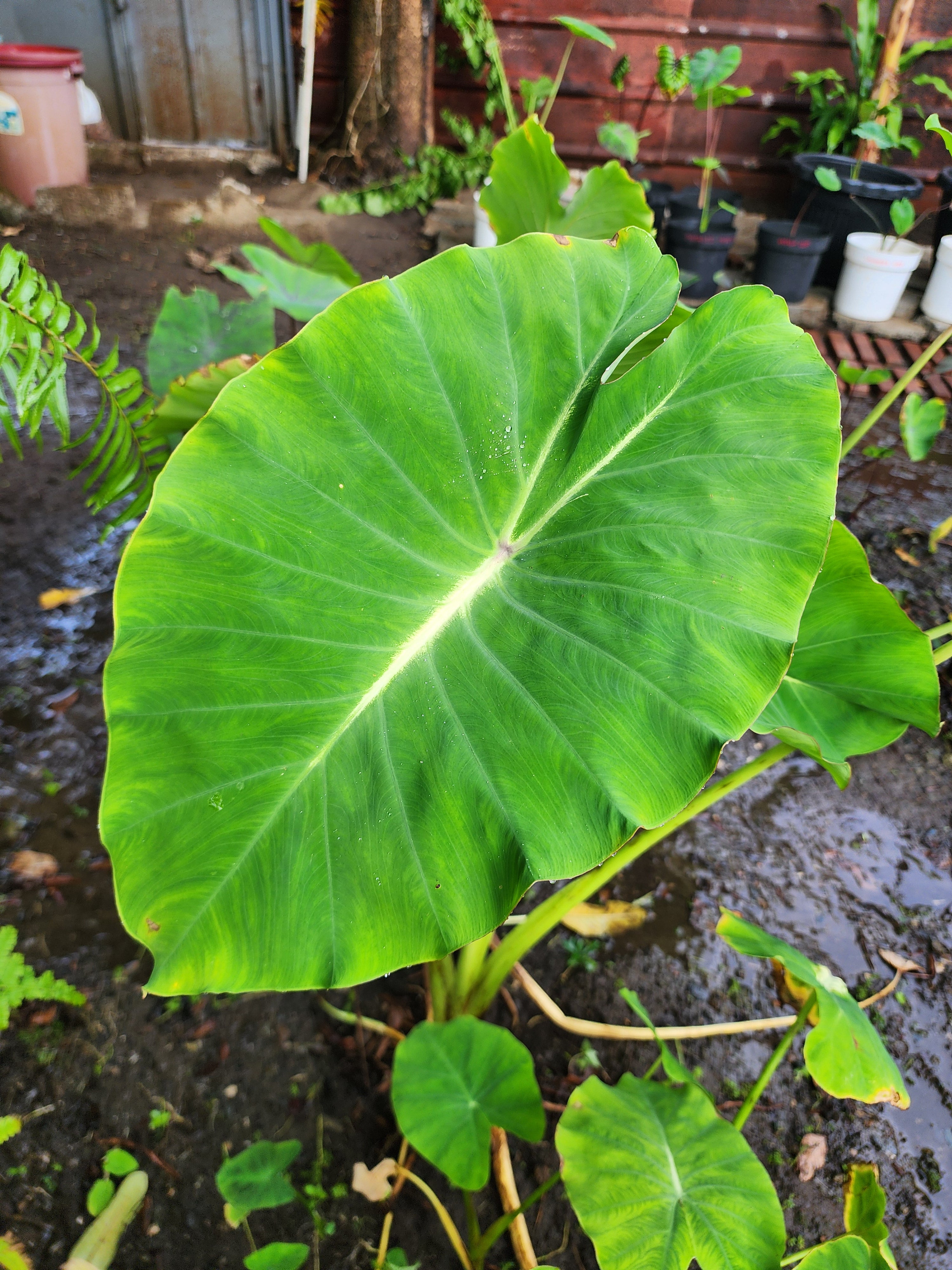 COLOCASIA LUMINA