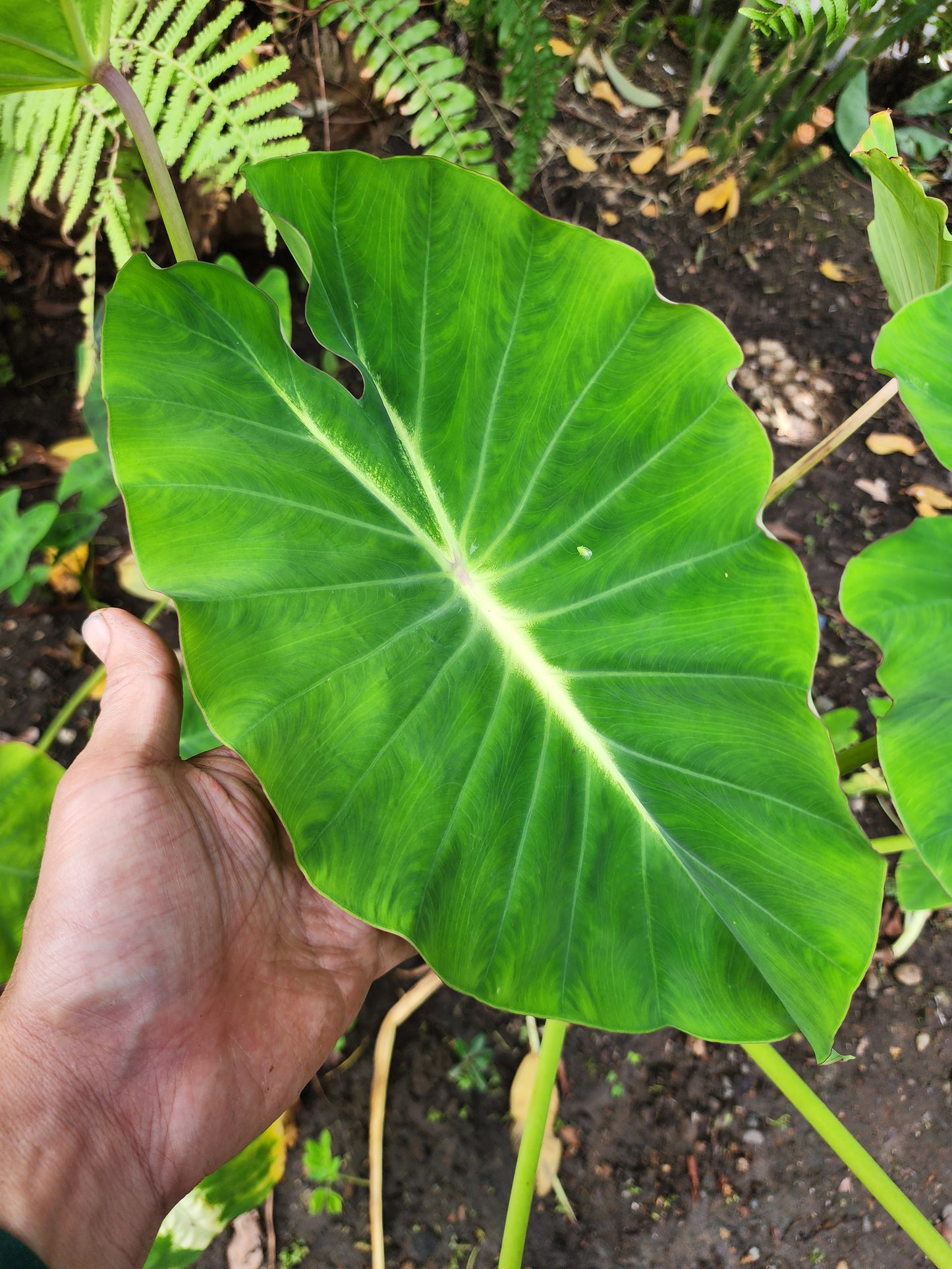 COLOCASIA LUMINA