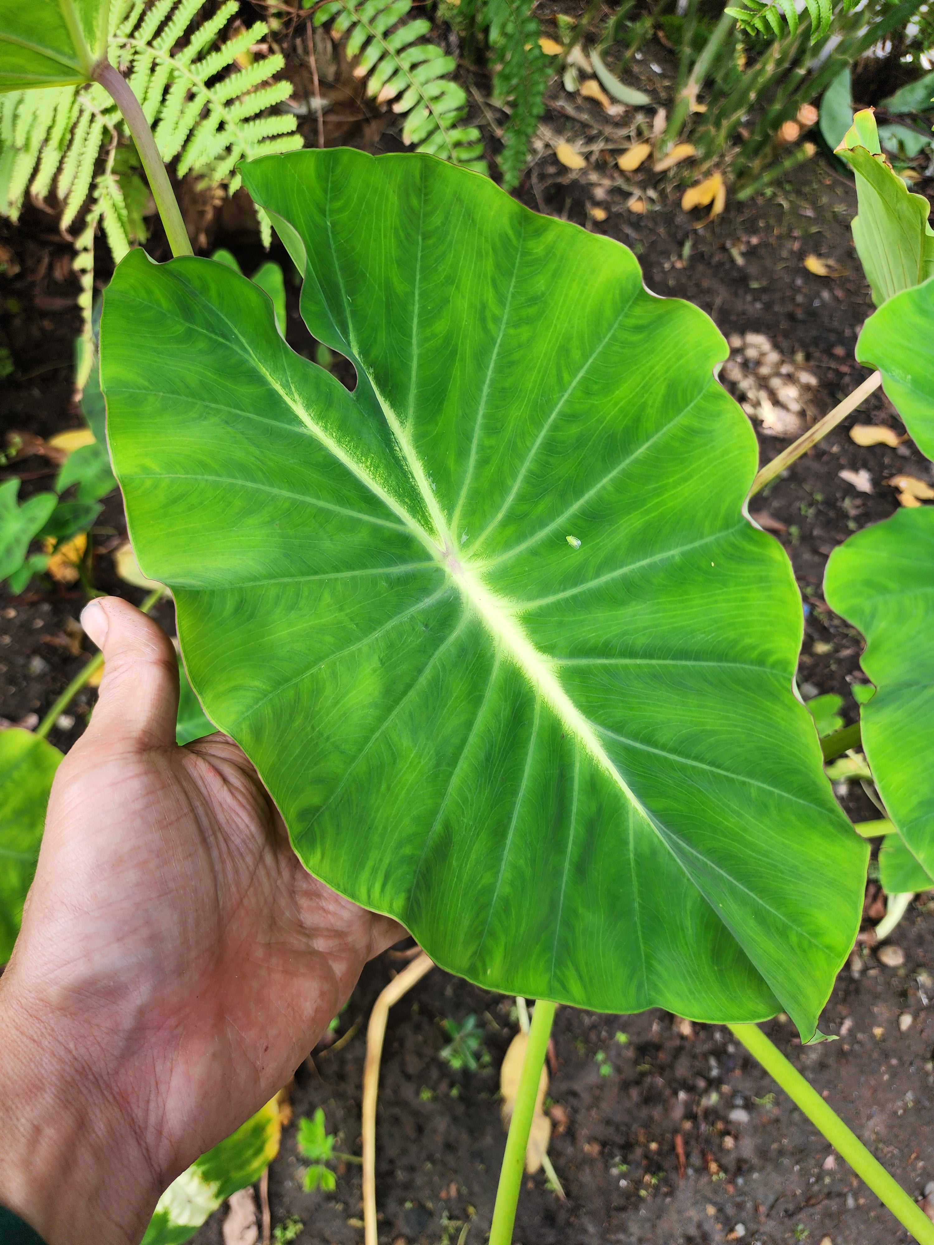 COLOCASIA LUMINA