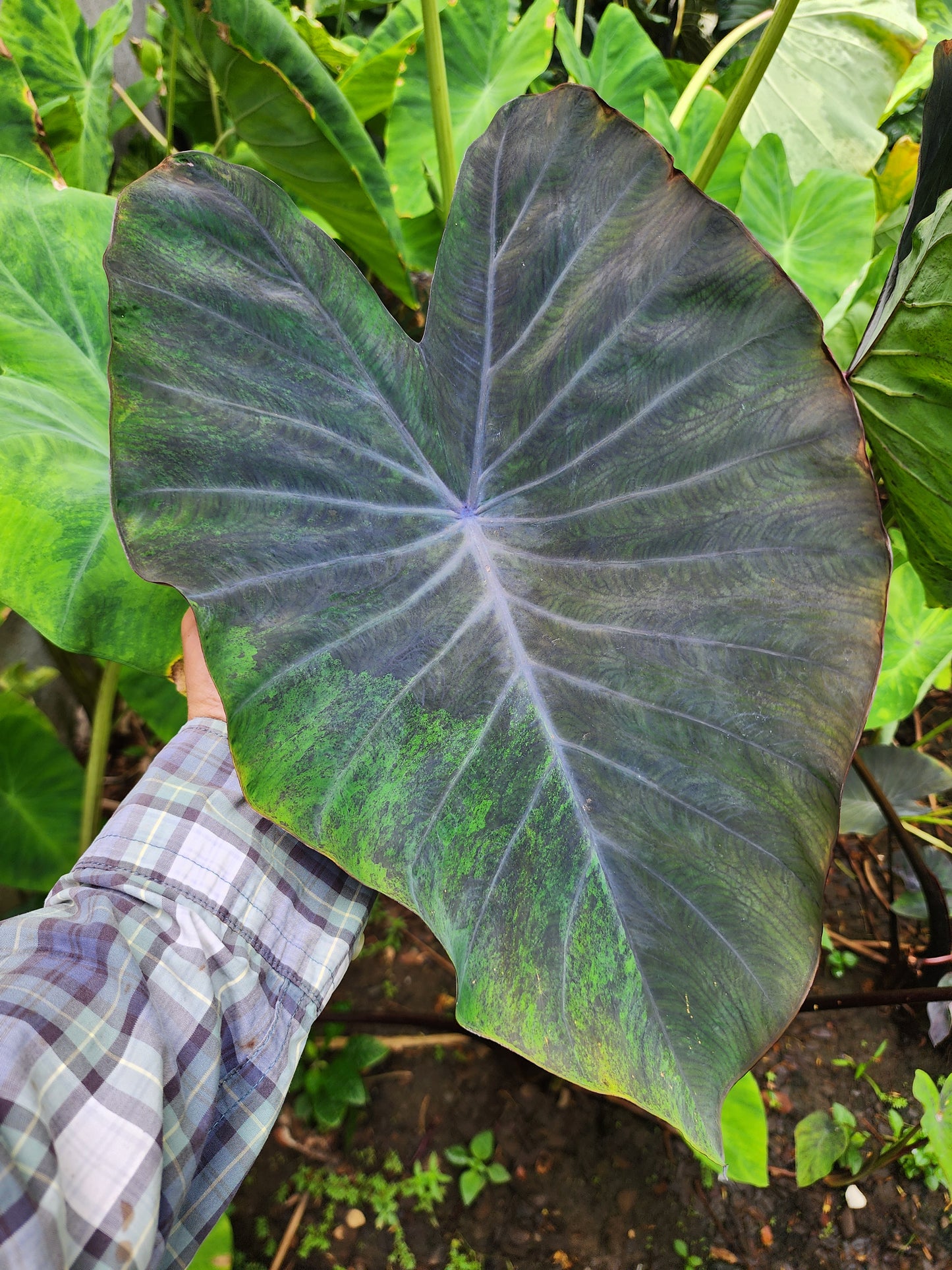 COLOCASIA MEADOWS