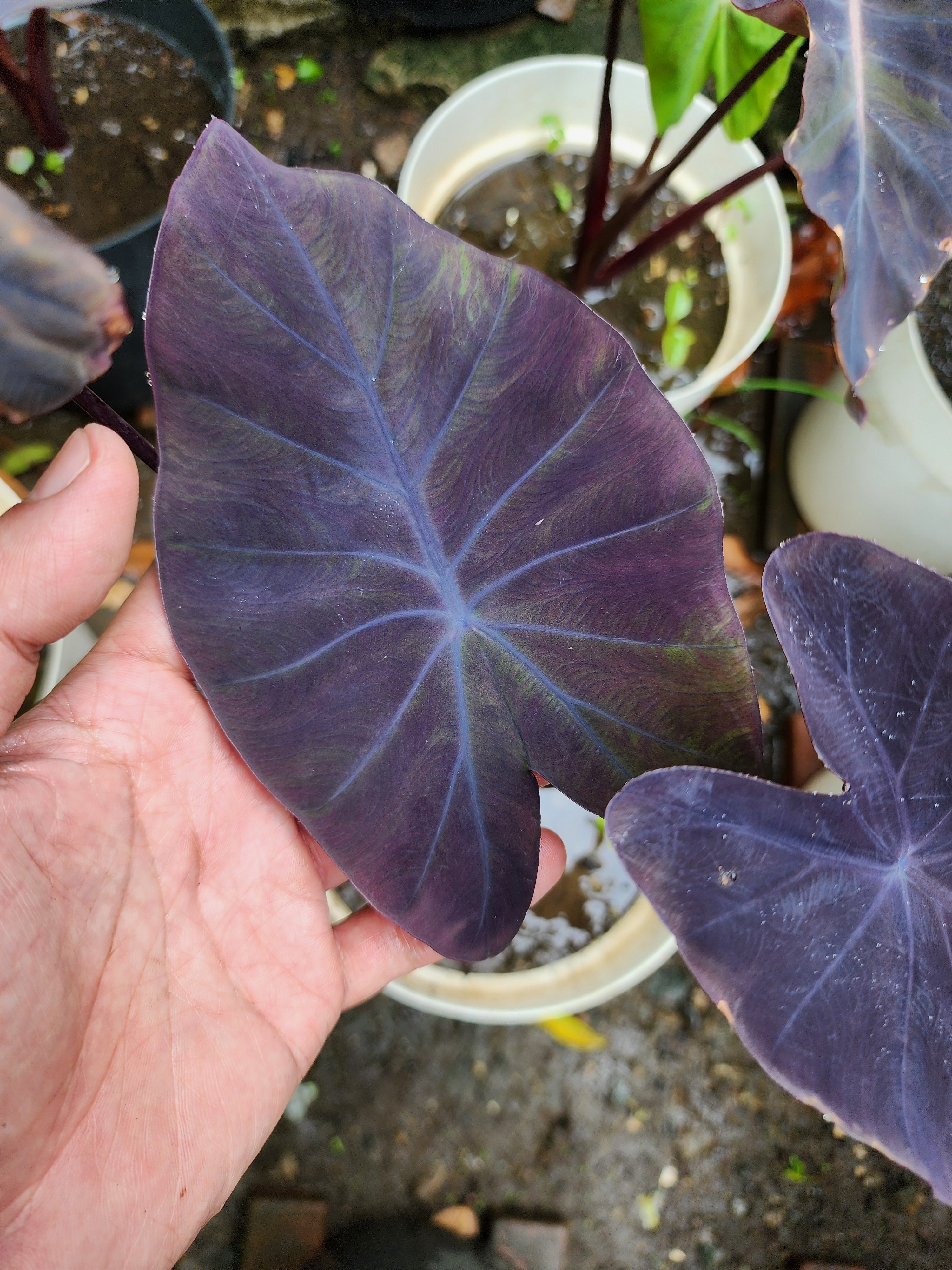 COLOCASIA DOLLY'S DREAM