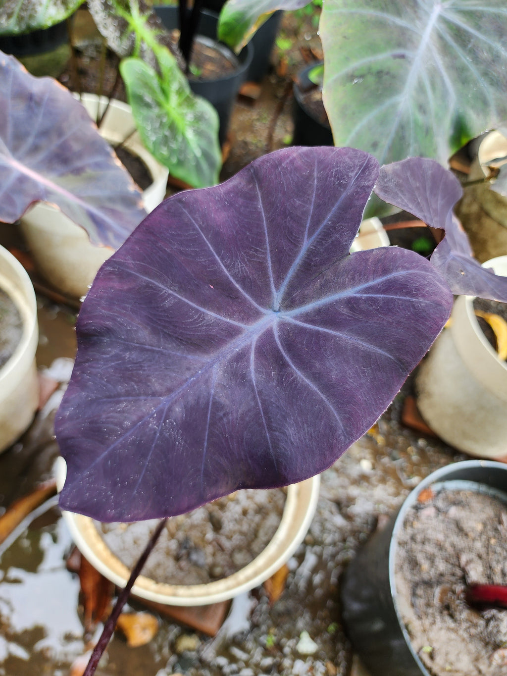 COLOCASIA DOLLY'S DREAM