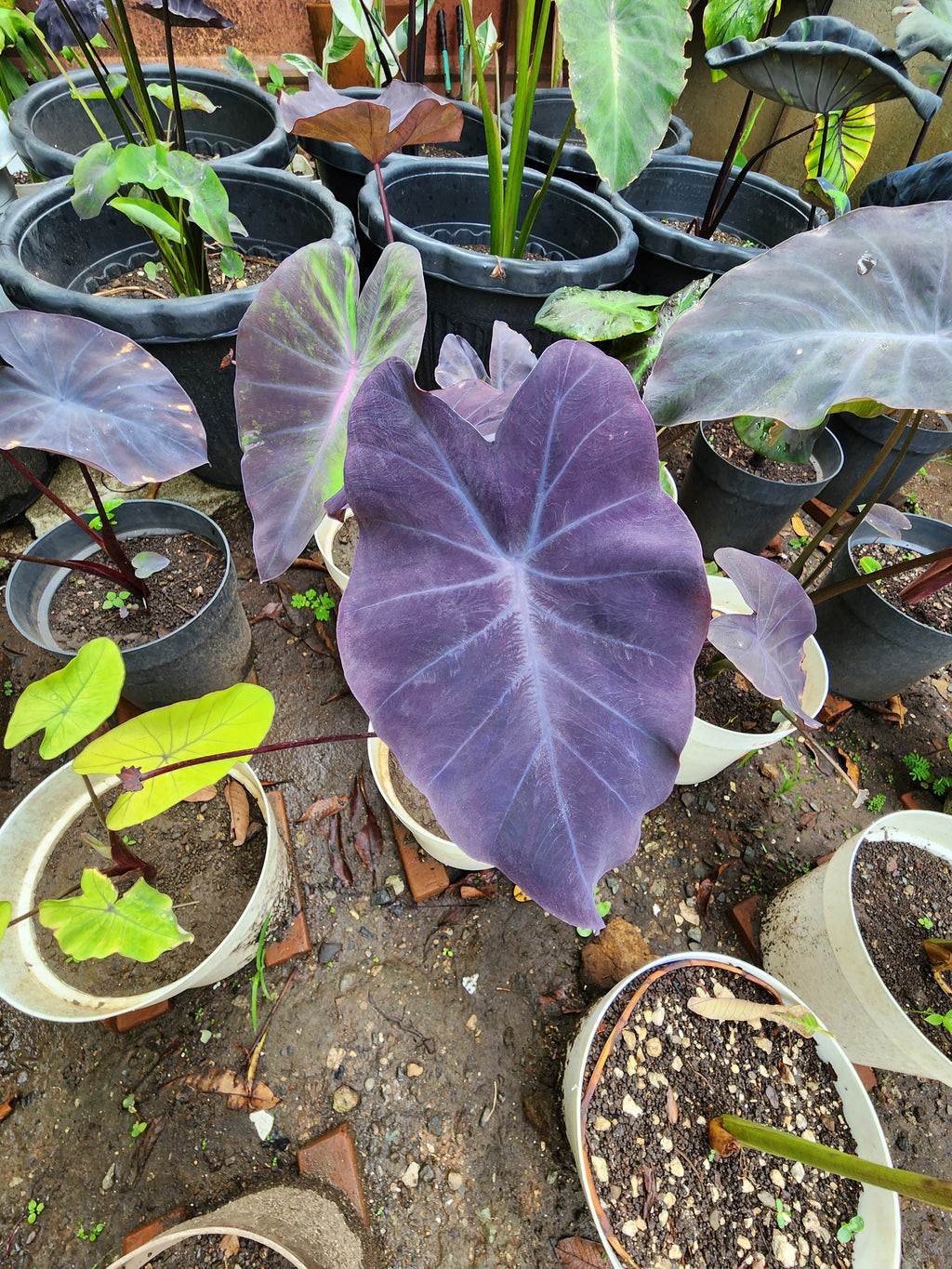 COLOCASIA DOLLY'S DREAM