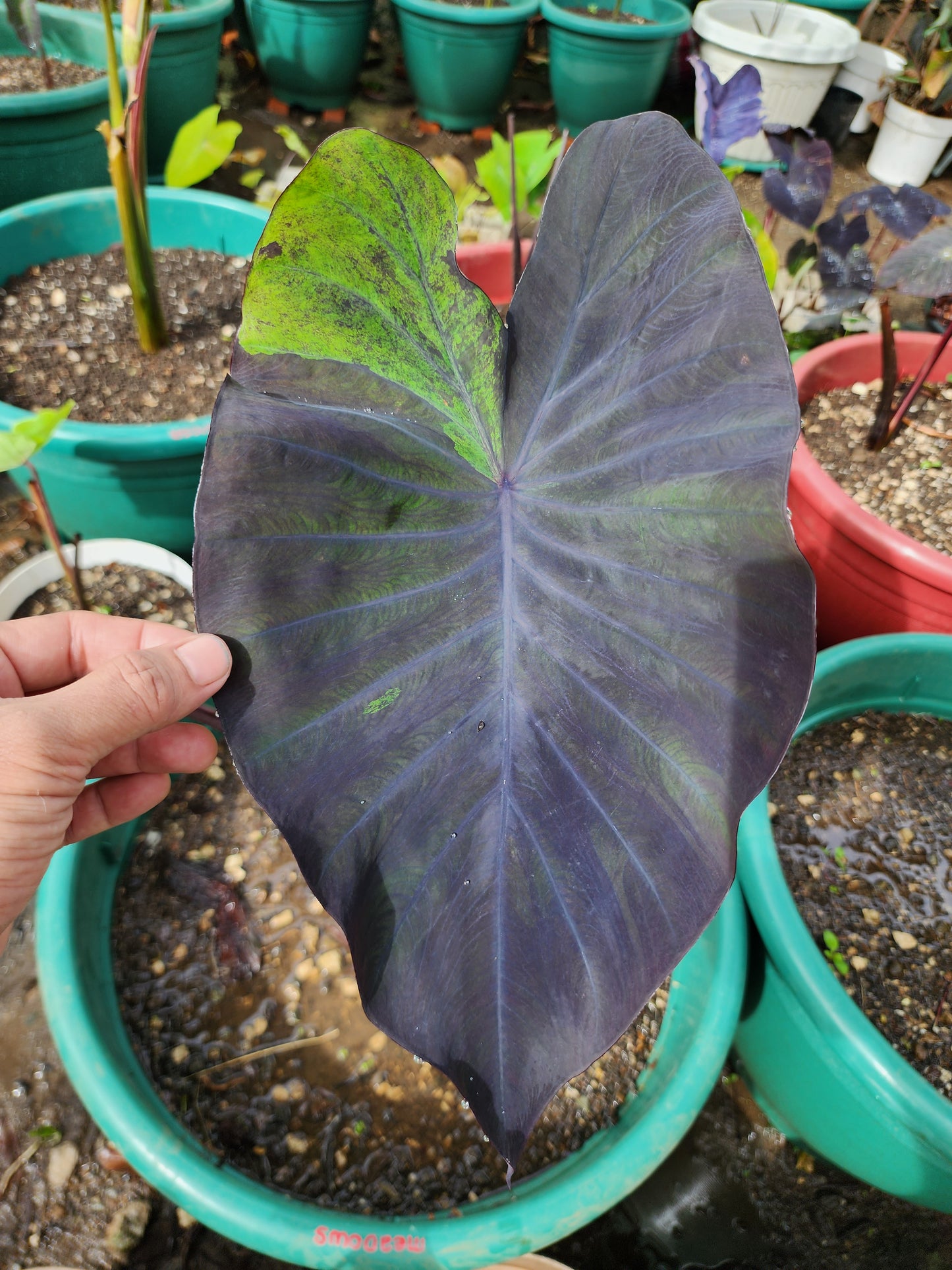 COLOCASIA MEADOWS
