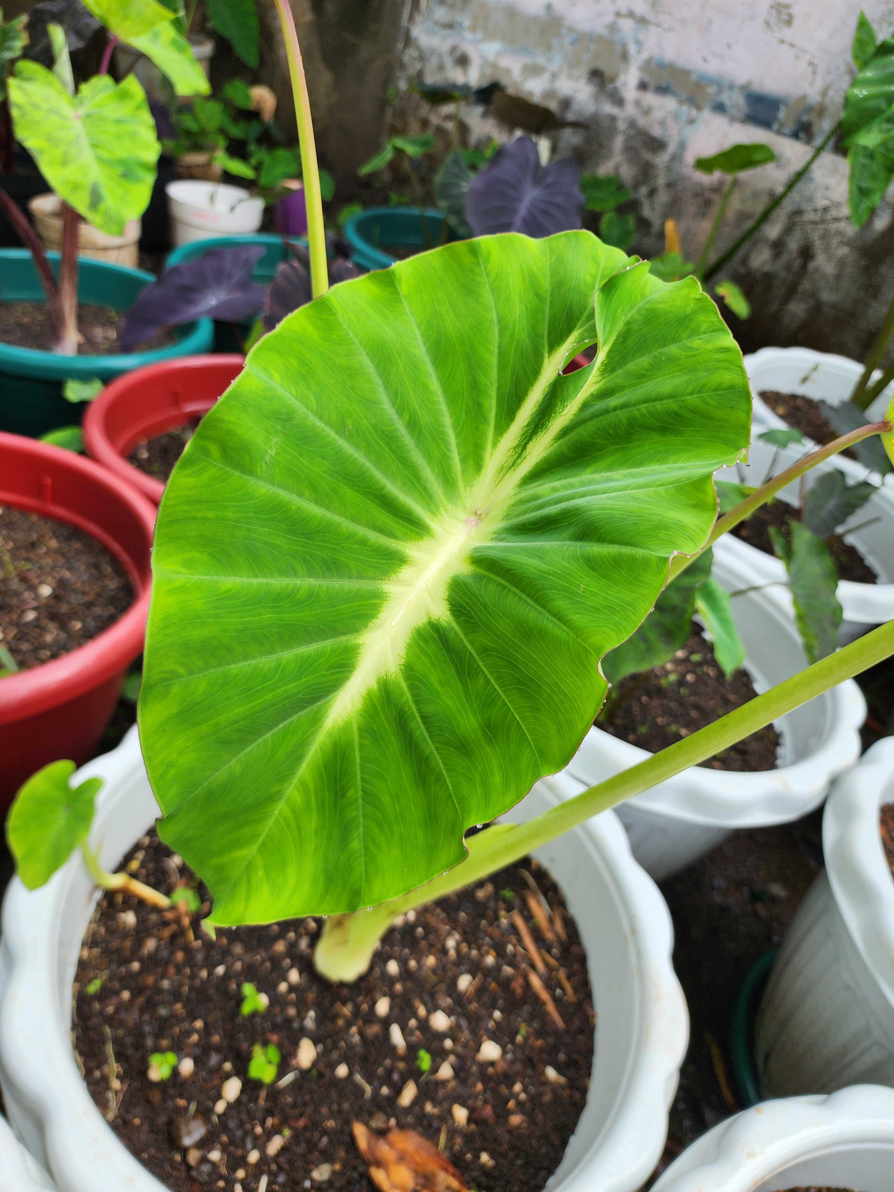 COLOCASIA LUMINA