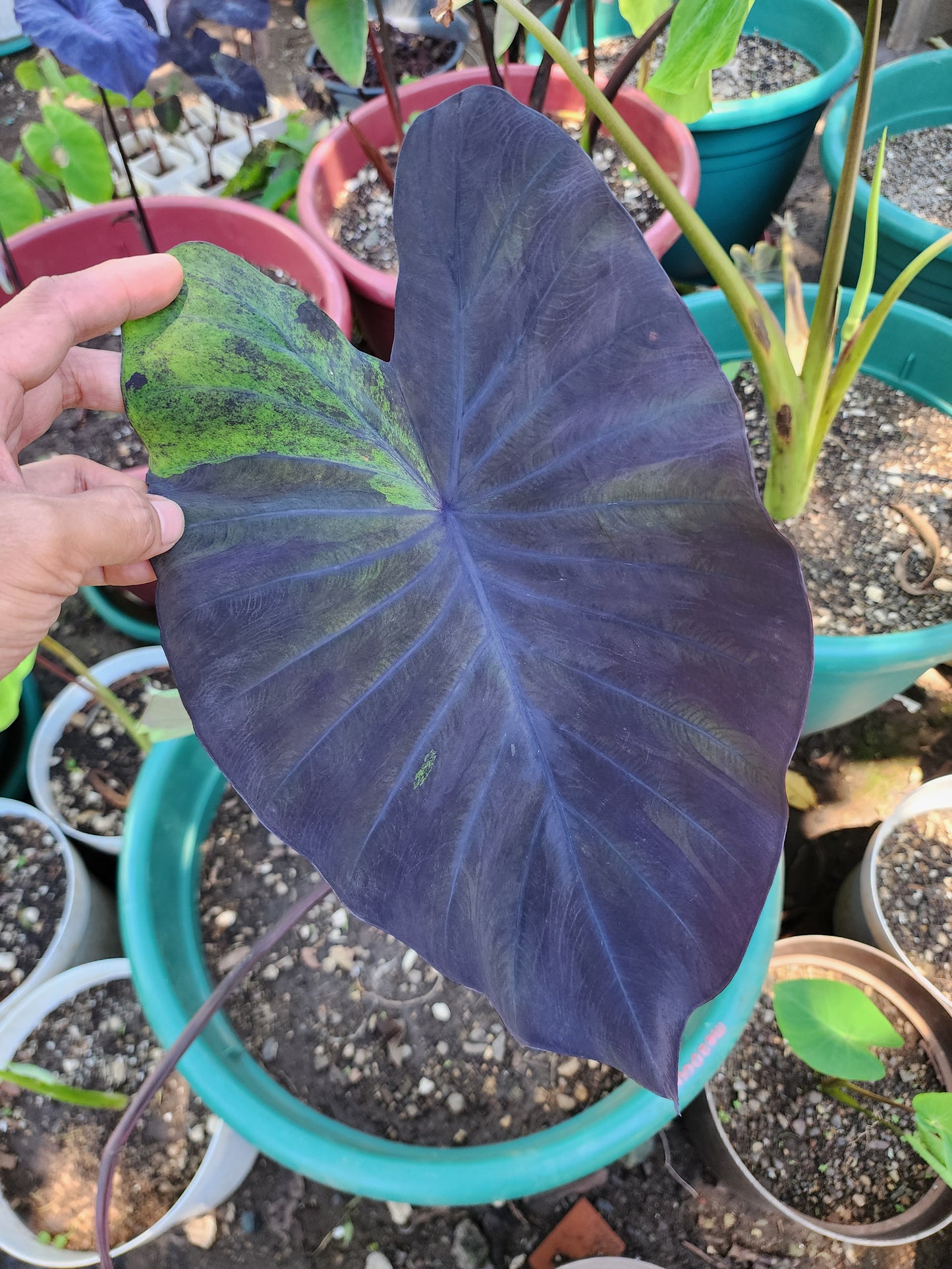 COLOCASIA MEADOWS